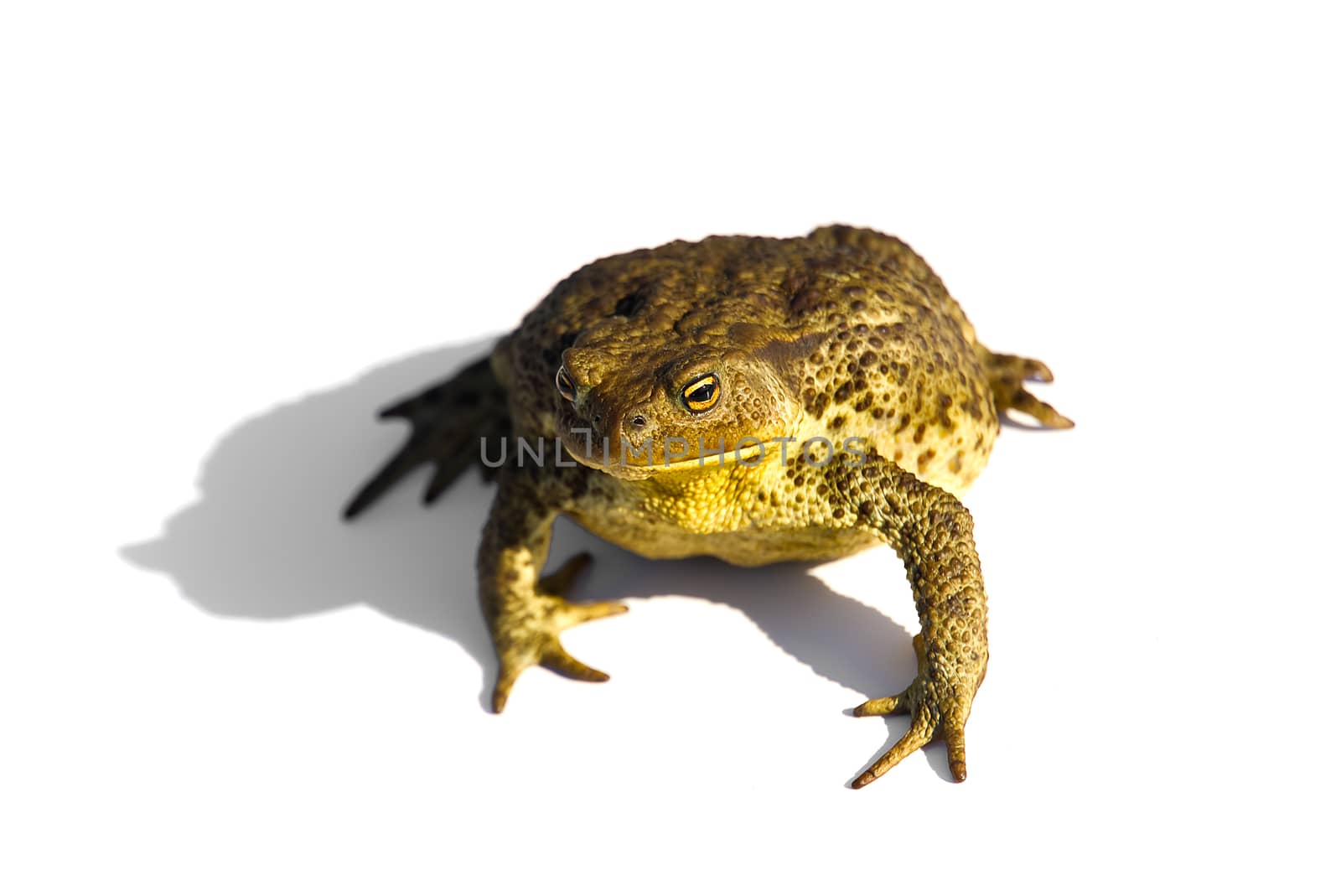 Common toad or European toad, Bufo bufo, isolated on white background