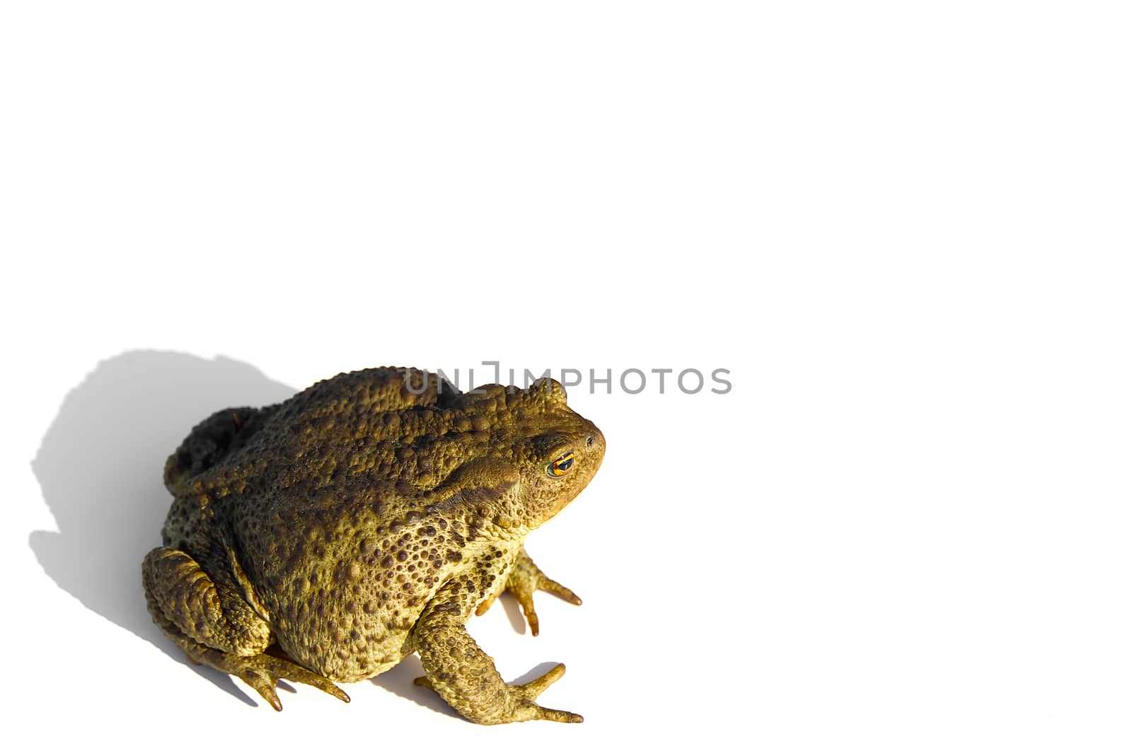 Common toad or European toad, Bufo bufo, isolated on white background. by PhotoTime