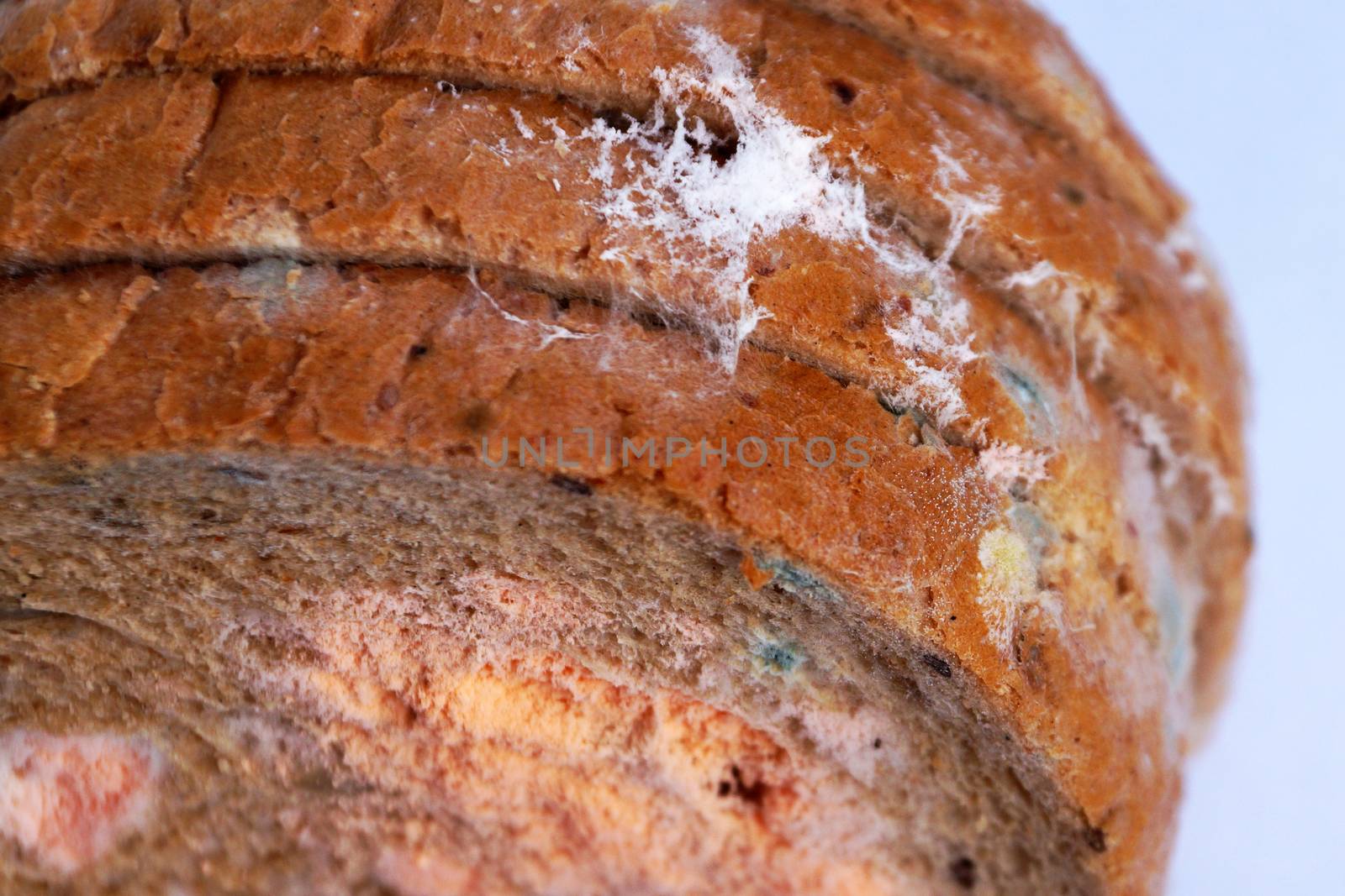blue and pink mold on bread close-up