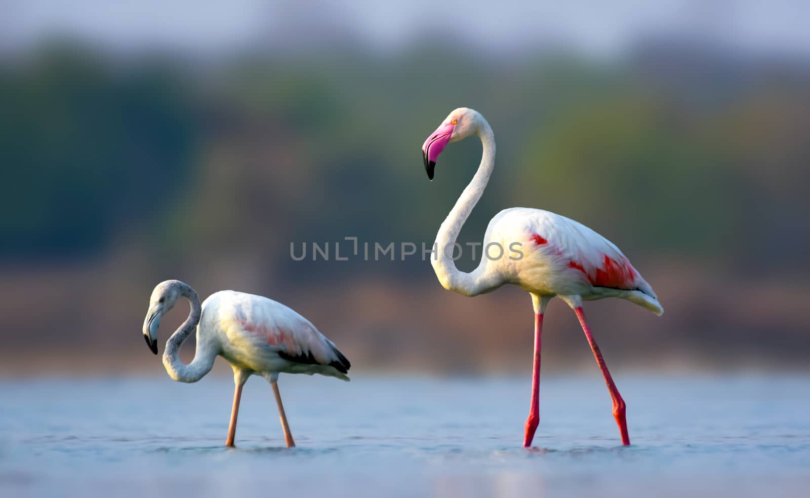 Greater flamingo bird with juvenile or young bird by rkbalaji