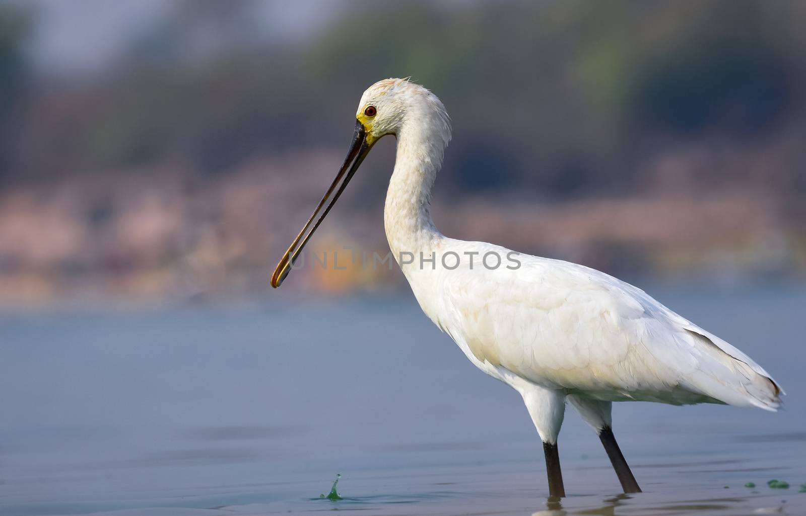 Spoonbill is Distinctive, large white wading bird with a spatula for a bill. Adult has short crest, yellowish breast patch. First year has paler bill, with fine black wingtips visible in flight.