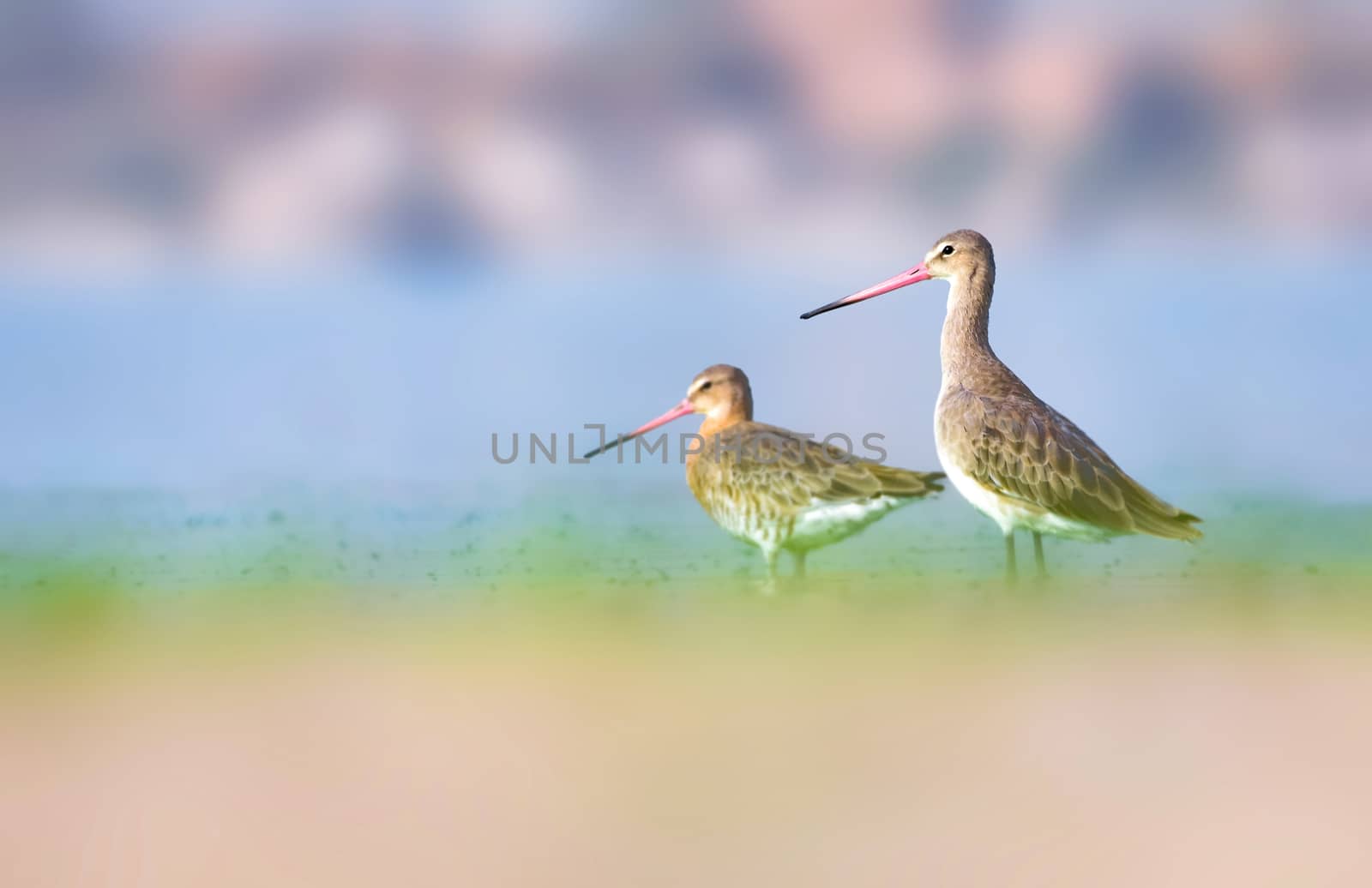 Black-tailed godwit along with pair by rkbalaji