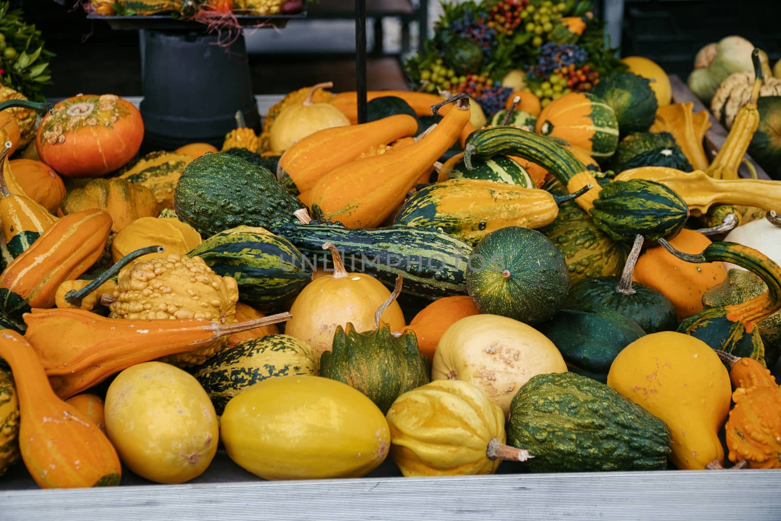 Different pumpkins at an authentic street market in Germany by Shagalkina