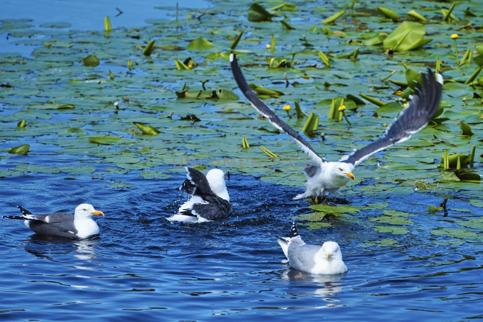 european herring gull on heligoland by Bullysoft