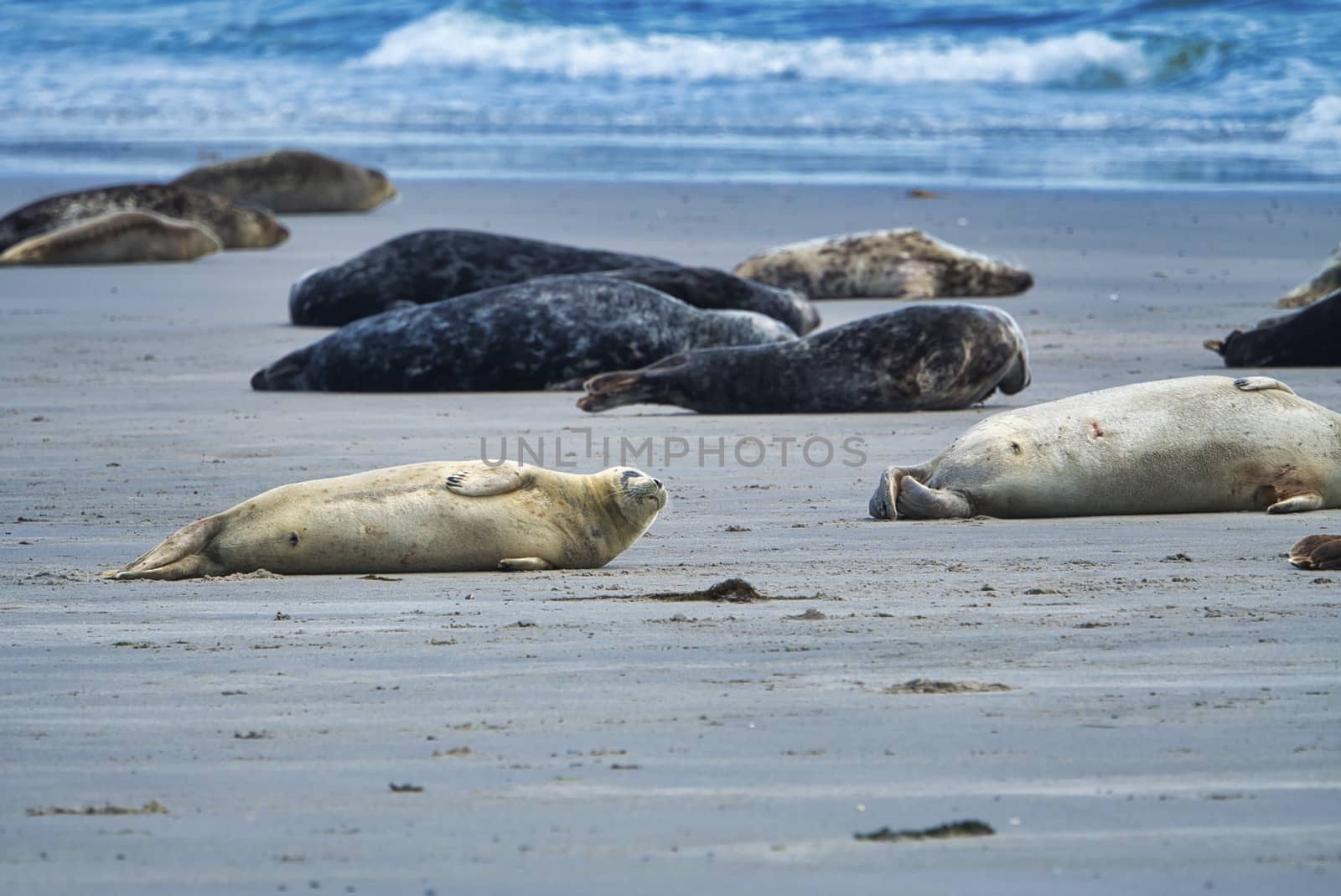 Grey seal on Heligoland by Bullysoft