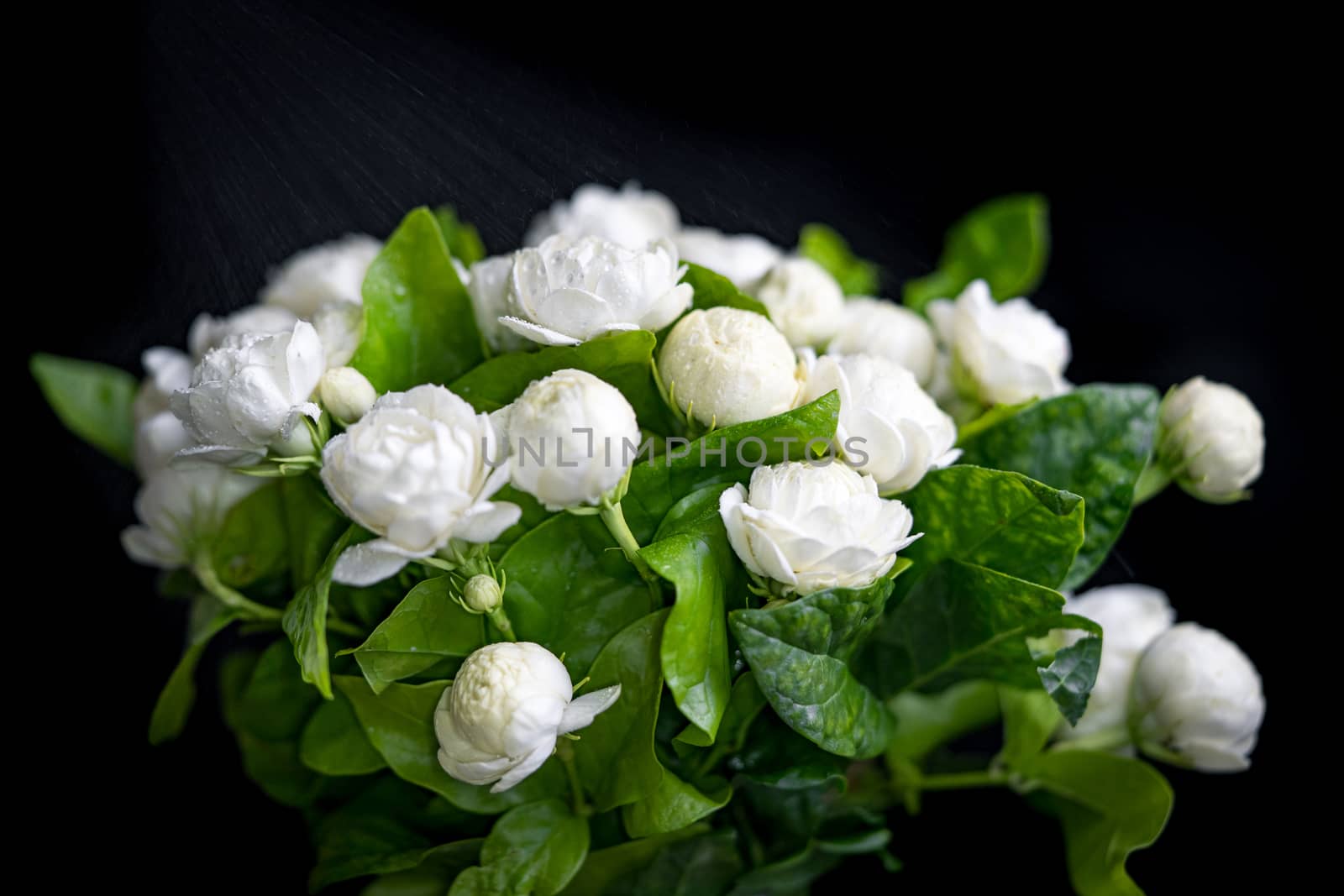 Jasmine bouquet with white fragrance on soft focus black background, the concept of giving jasmine to Mother's Day in Thailand.