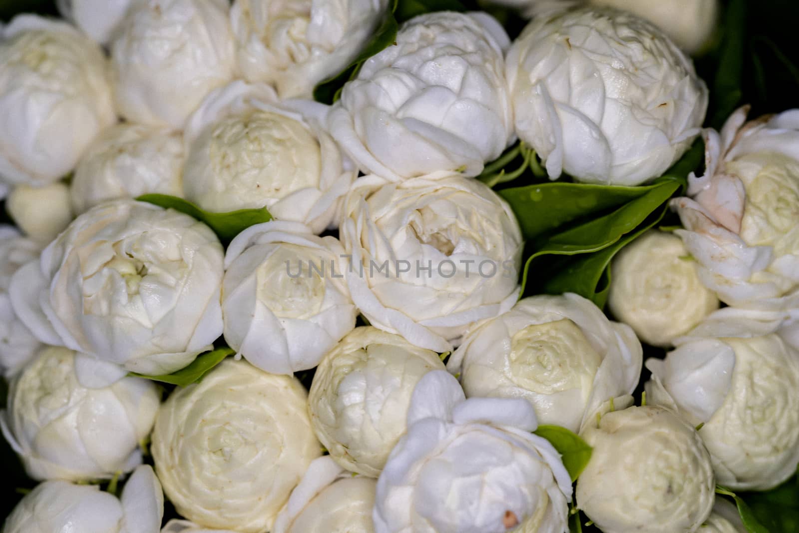 Close-up of white jasmine flowers and dew drops soft focus background