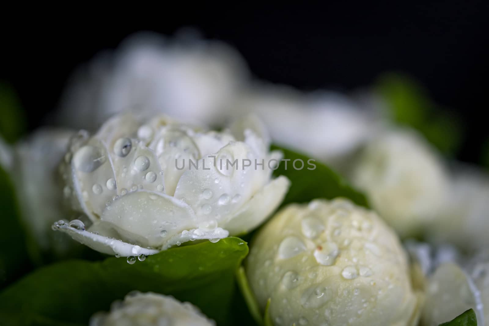 Close-up of white jasmine flowers and dew drops soft focus background