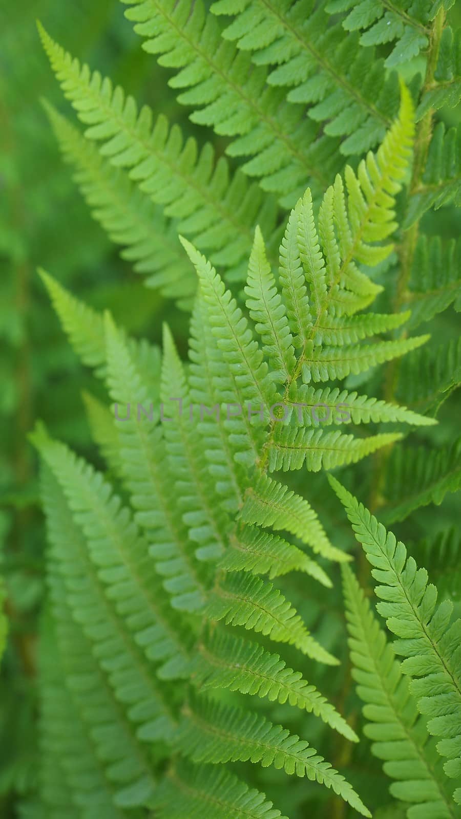 Nature themed 4K (16:9) mobile wallpaper: fern by claudiodivizia