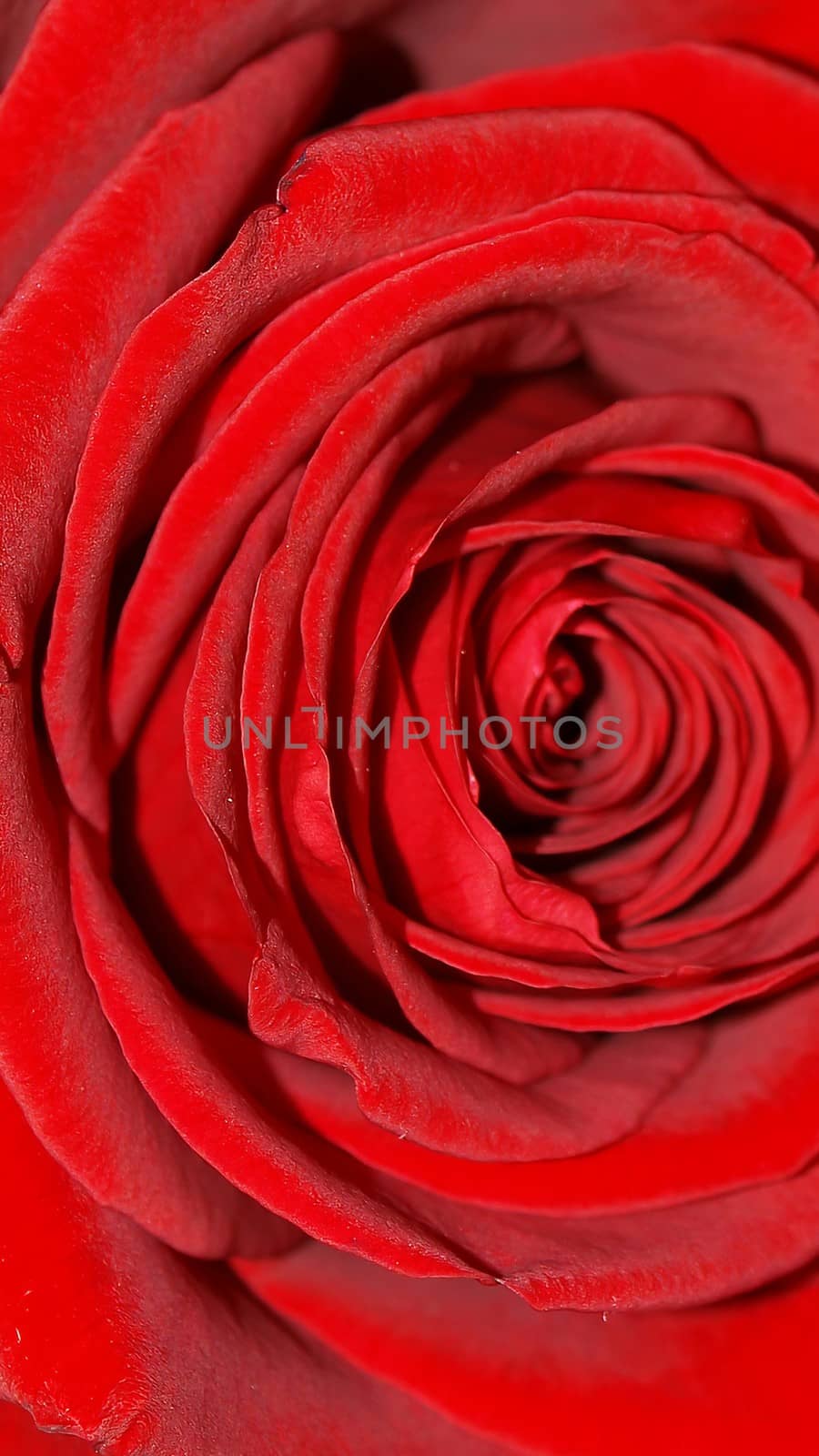 Nature themed 4K (16:9) mobile wallpaper: red rose flower