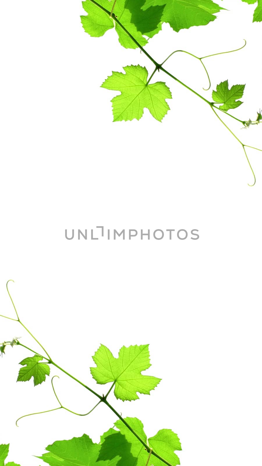 Nature themed 4K (16:9) mobile wallpaper: vine by claudiodivizia