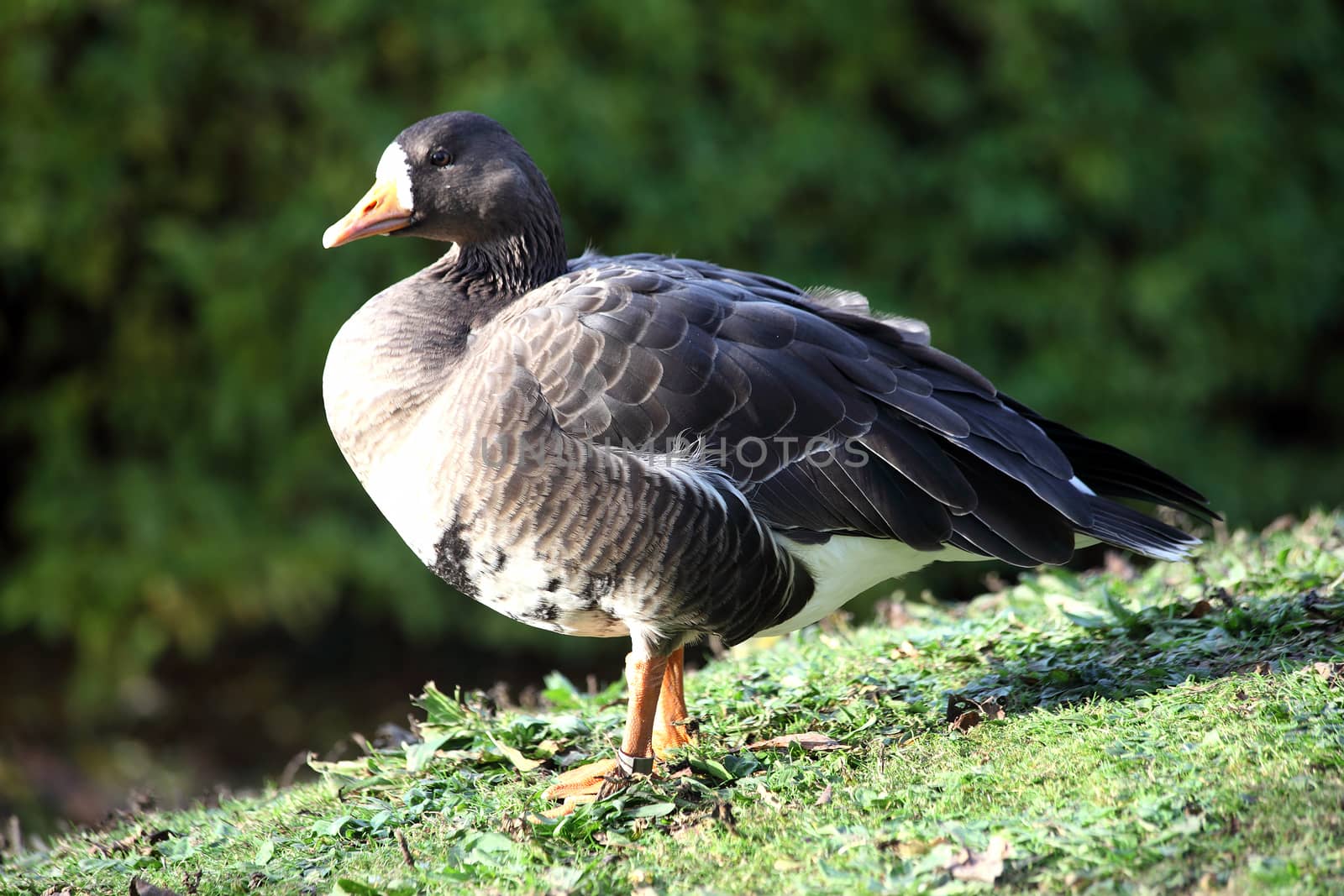  Anser albifrons, White Fronted Goose which breeds in Greenland and although now becoming an endangered  bird can be found around the coastline of the British Isles stock photo