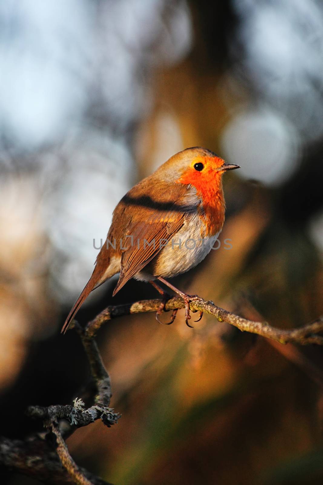 Erithacus rubecula, Robin redbreast garden bird on a branch of a by ant