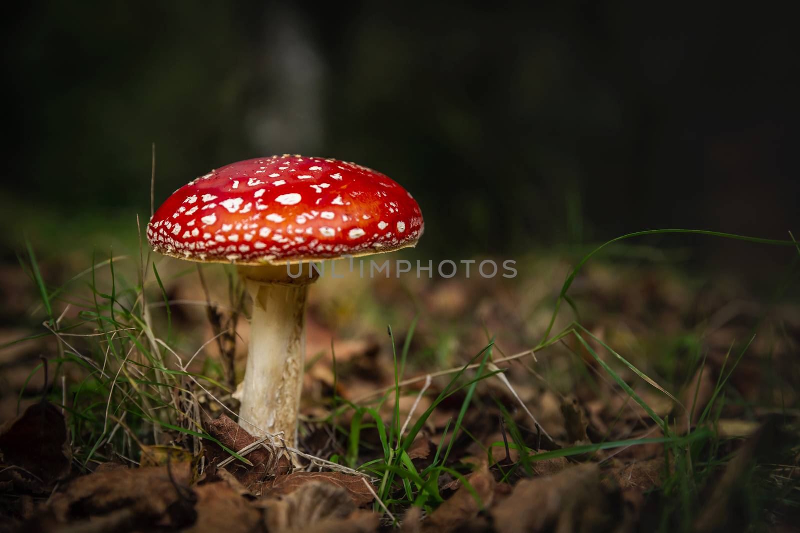 Amanita mushroom by Iko