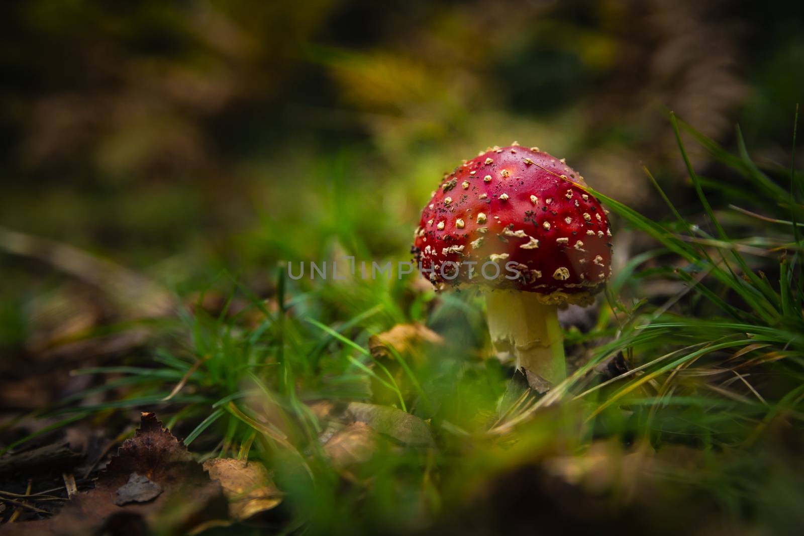 Amanita mushroom by Iko