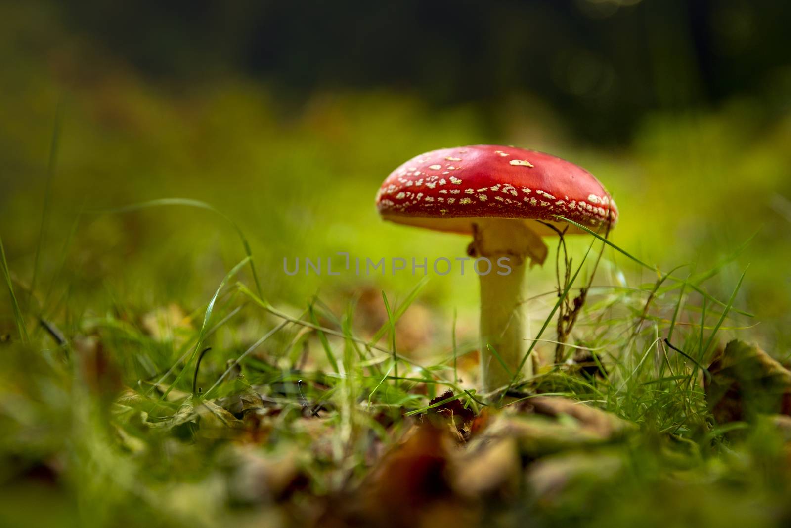 Shot of a beautiful amanita mushroom