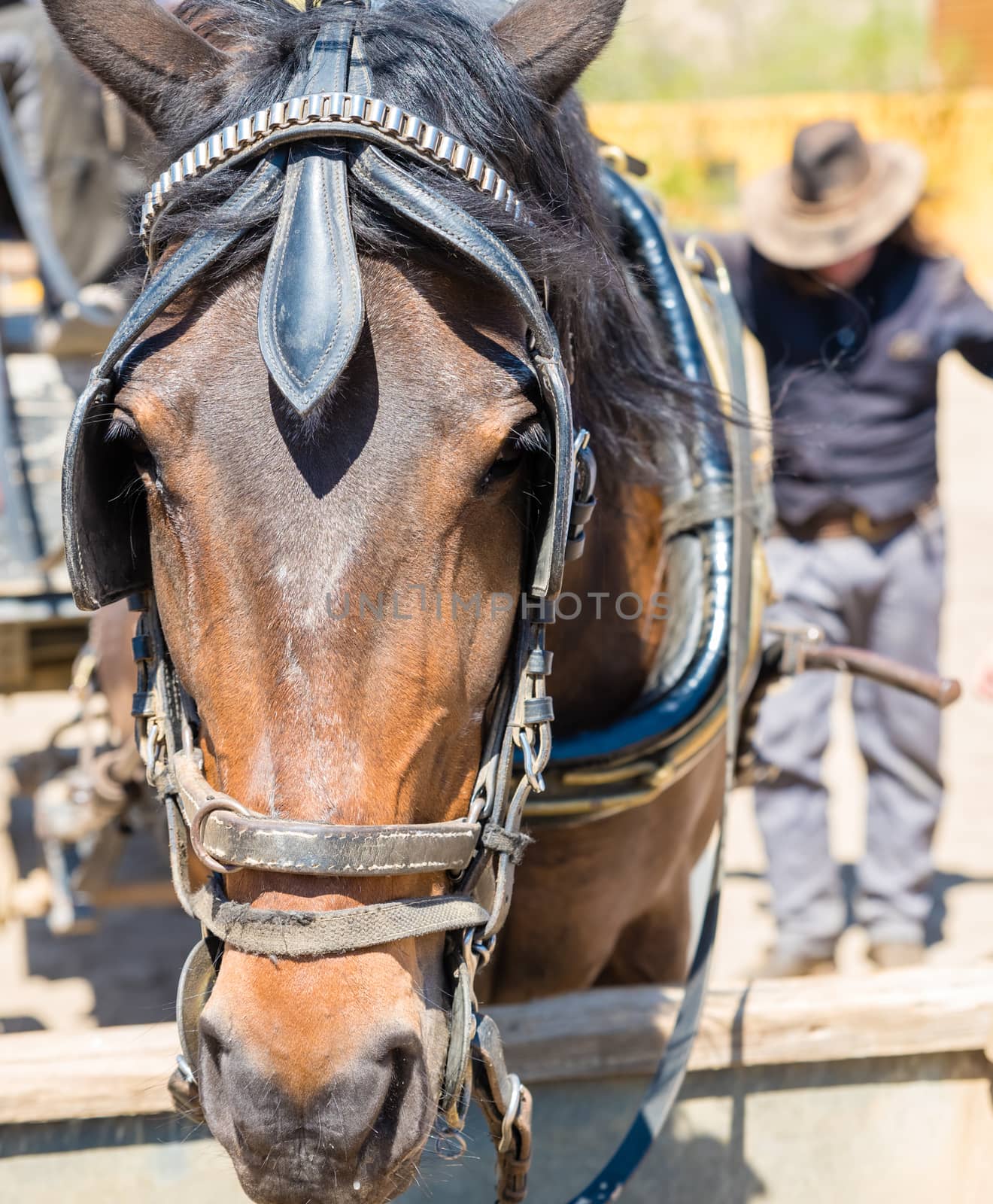 Working horse with blinders