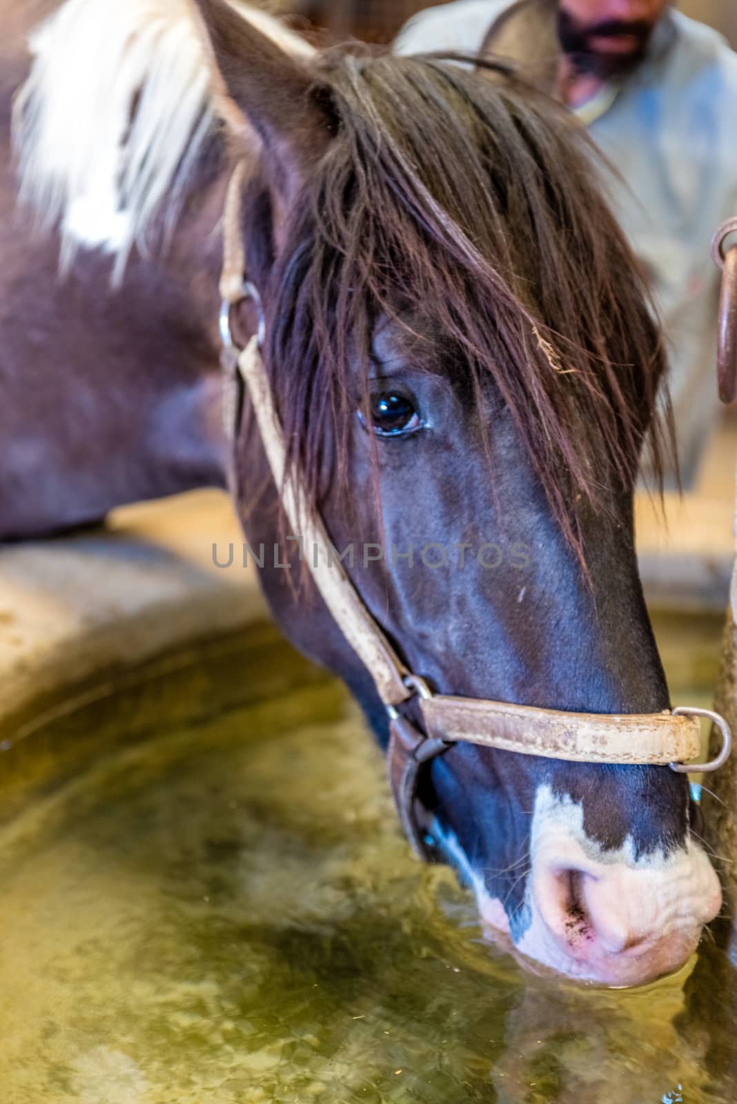 black horse drinking water