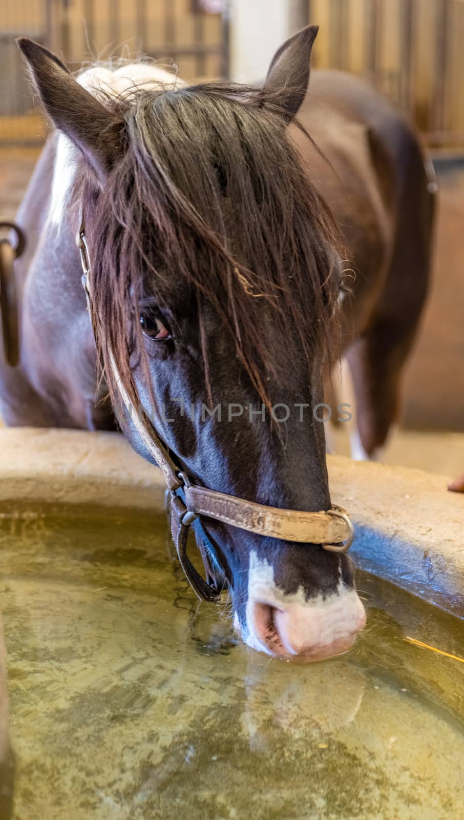 black horse drinking water