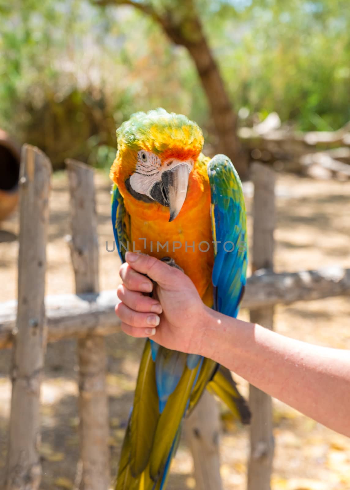 Young Blue-and-yellow Macaw - Ara ararauna by jcdiazhidalgo