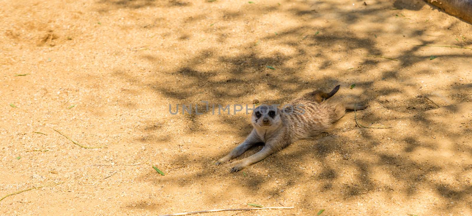 young Meerkat isolated