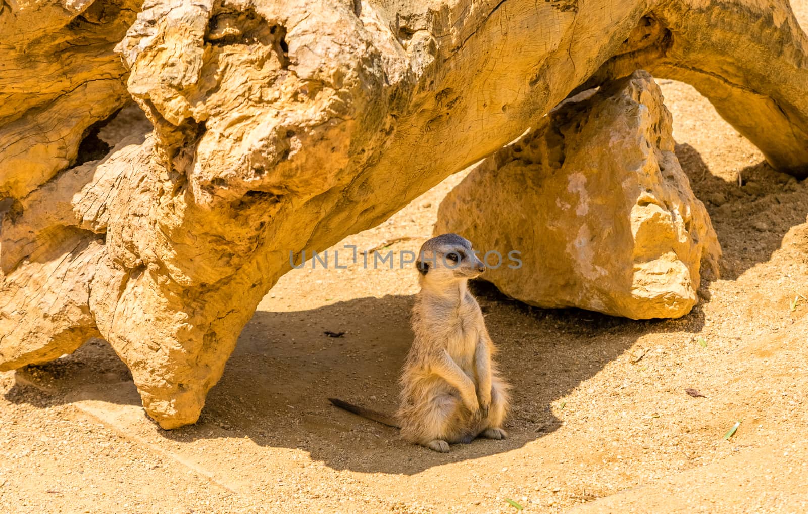 young Meerkat isolated by jcdiazhidalgo