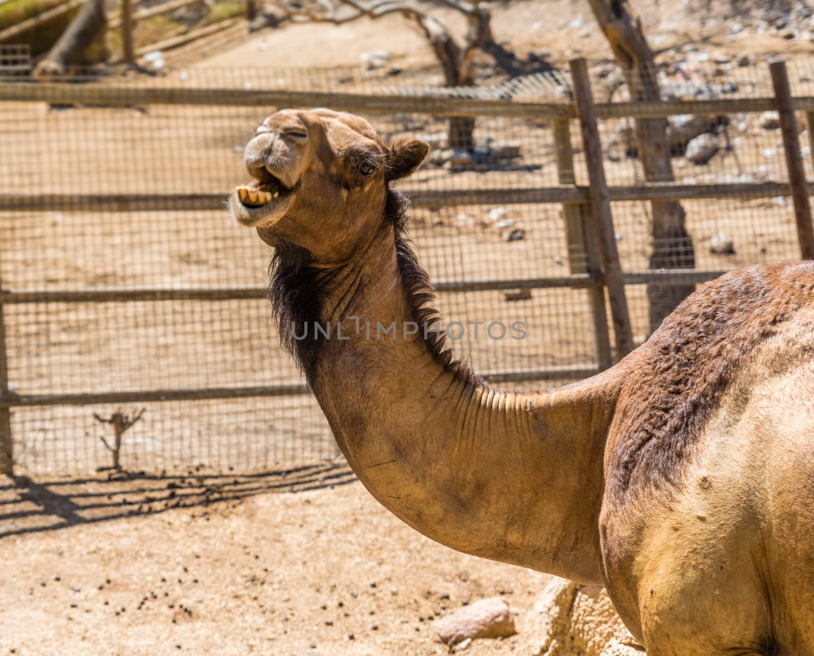 camels smiling