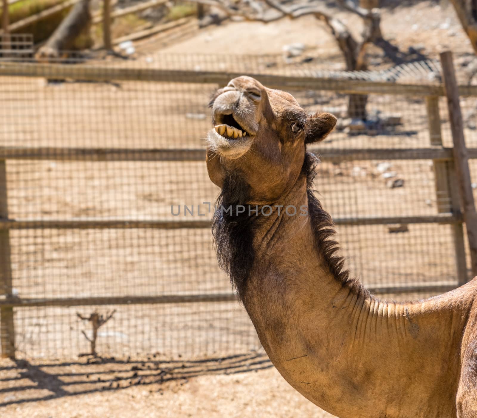 camels smiling