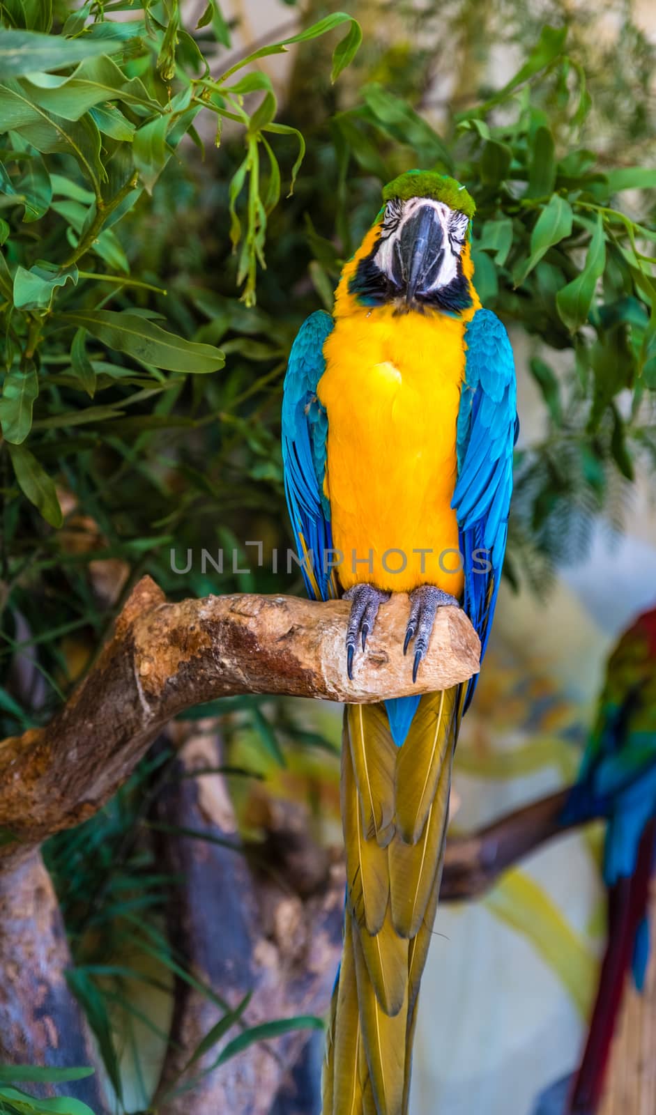 Young Blue-and-yellow Macaw - Ara ararauna by jcdiazhidalgo