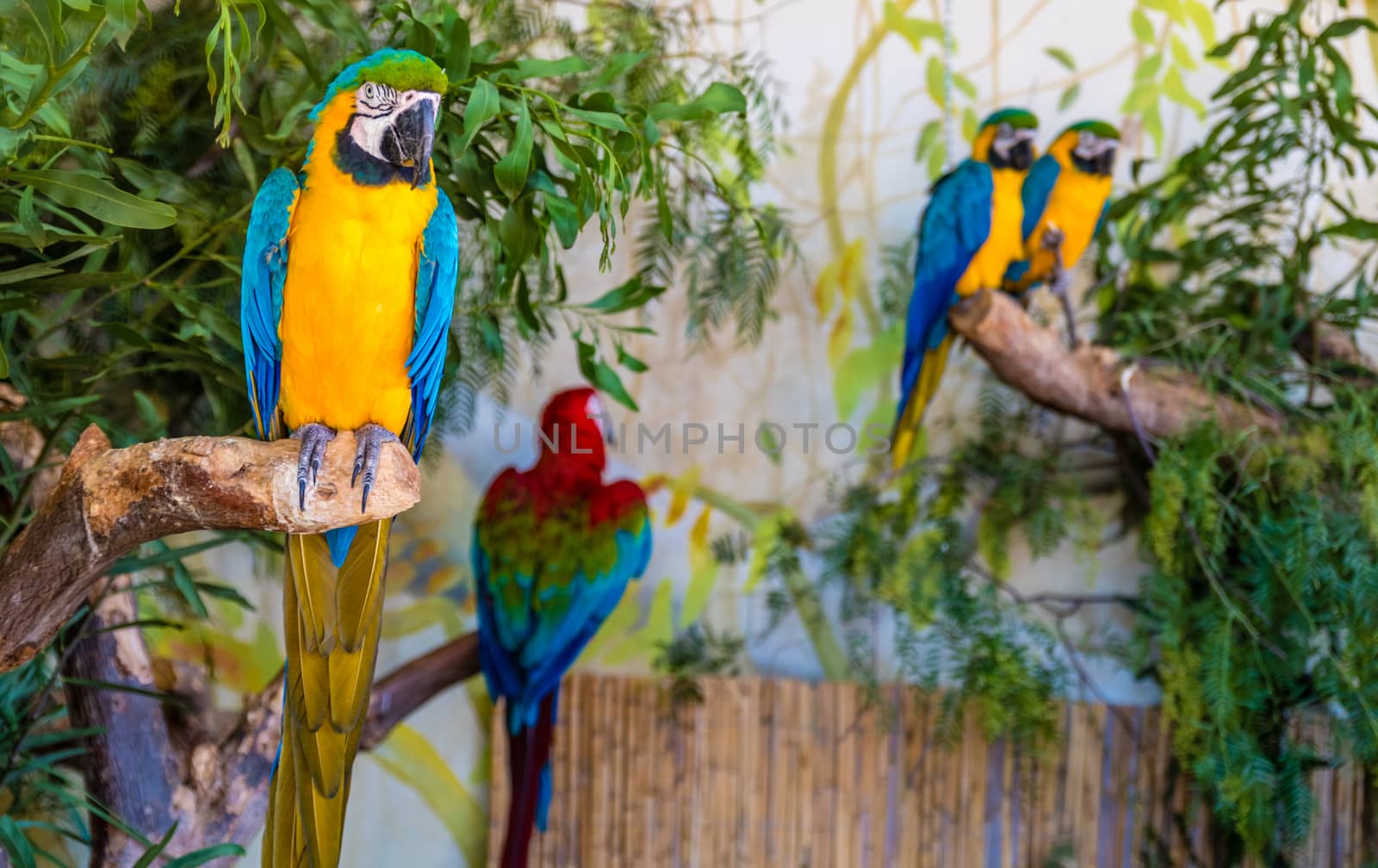 Beautiful parrots on the branch of the tree in the nature habitat. Green habitat