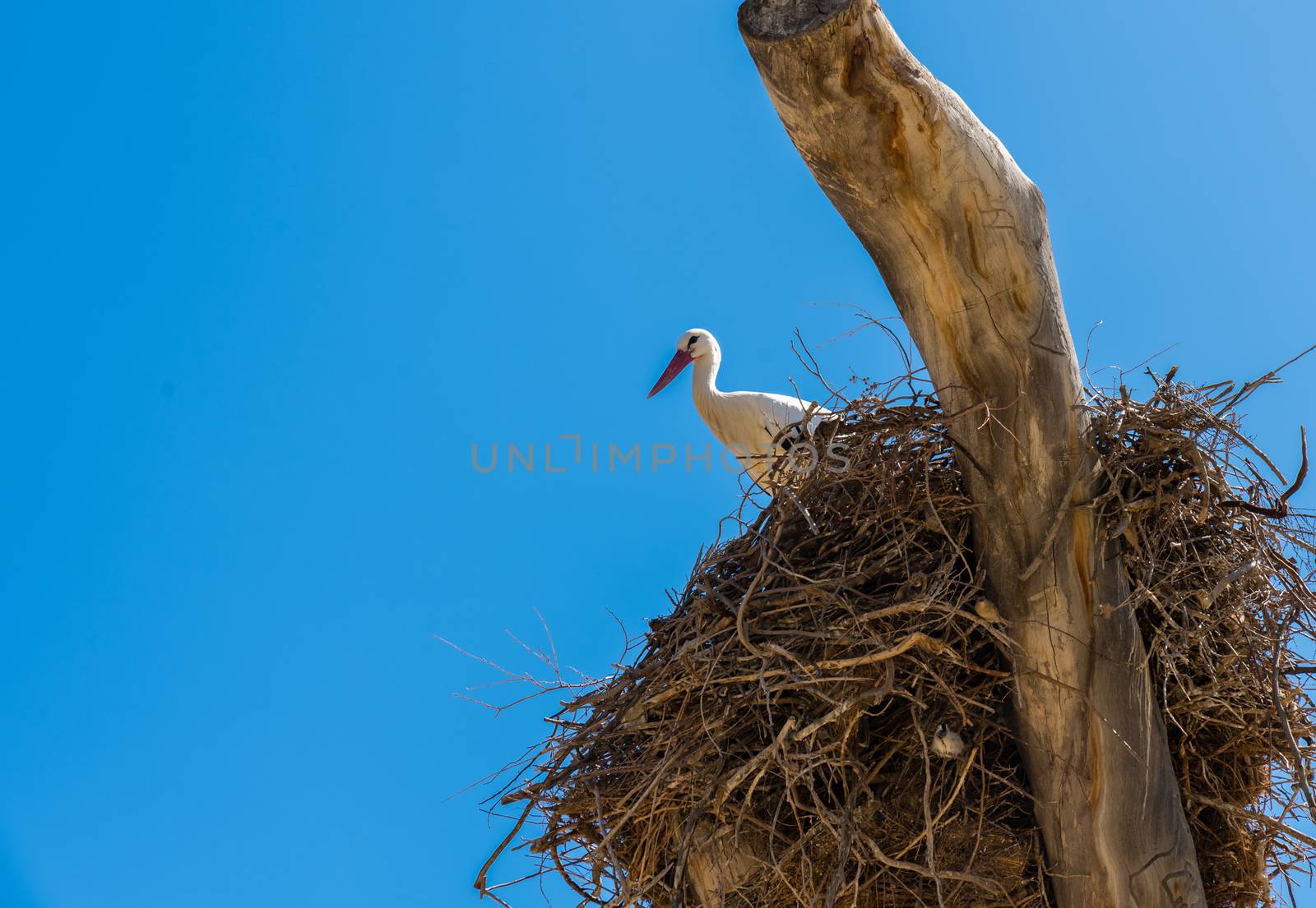 White stork perched in nest