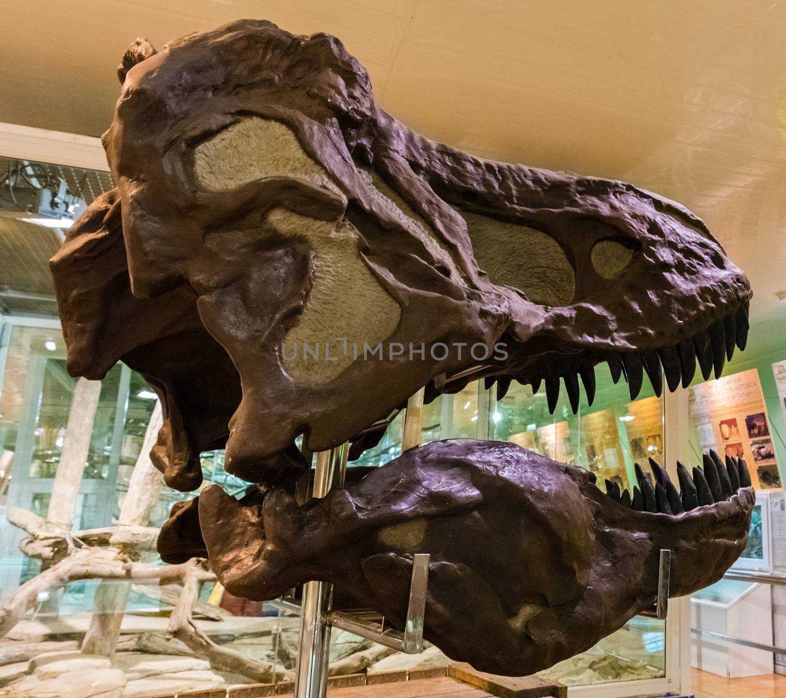 fossil dinosaur head in museum