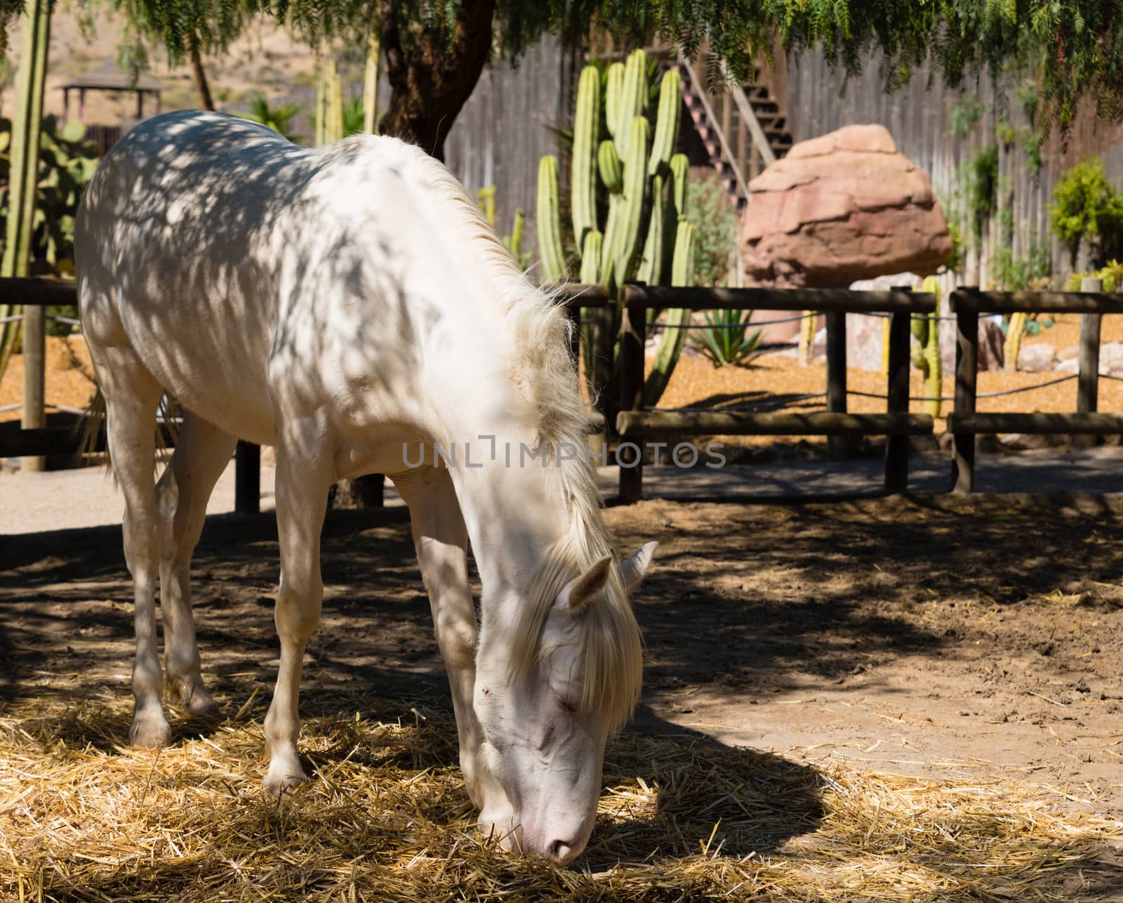 white horse eating straw by jcdiazhidalgo