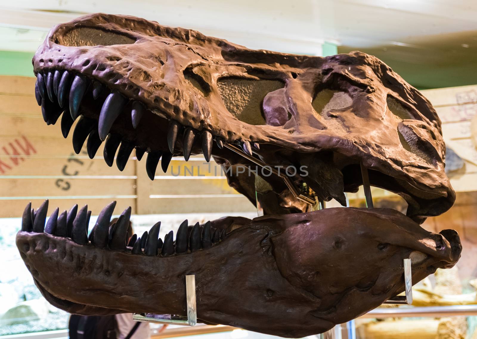 fossil dinosaur head in museum