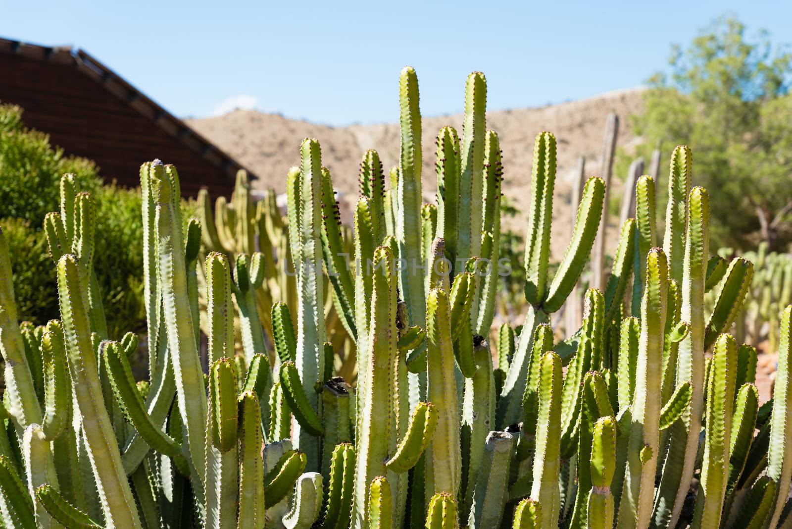 Cactus landscape. Cultivation of cacti. Cactus field. Garden of flower