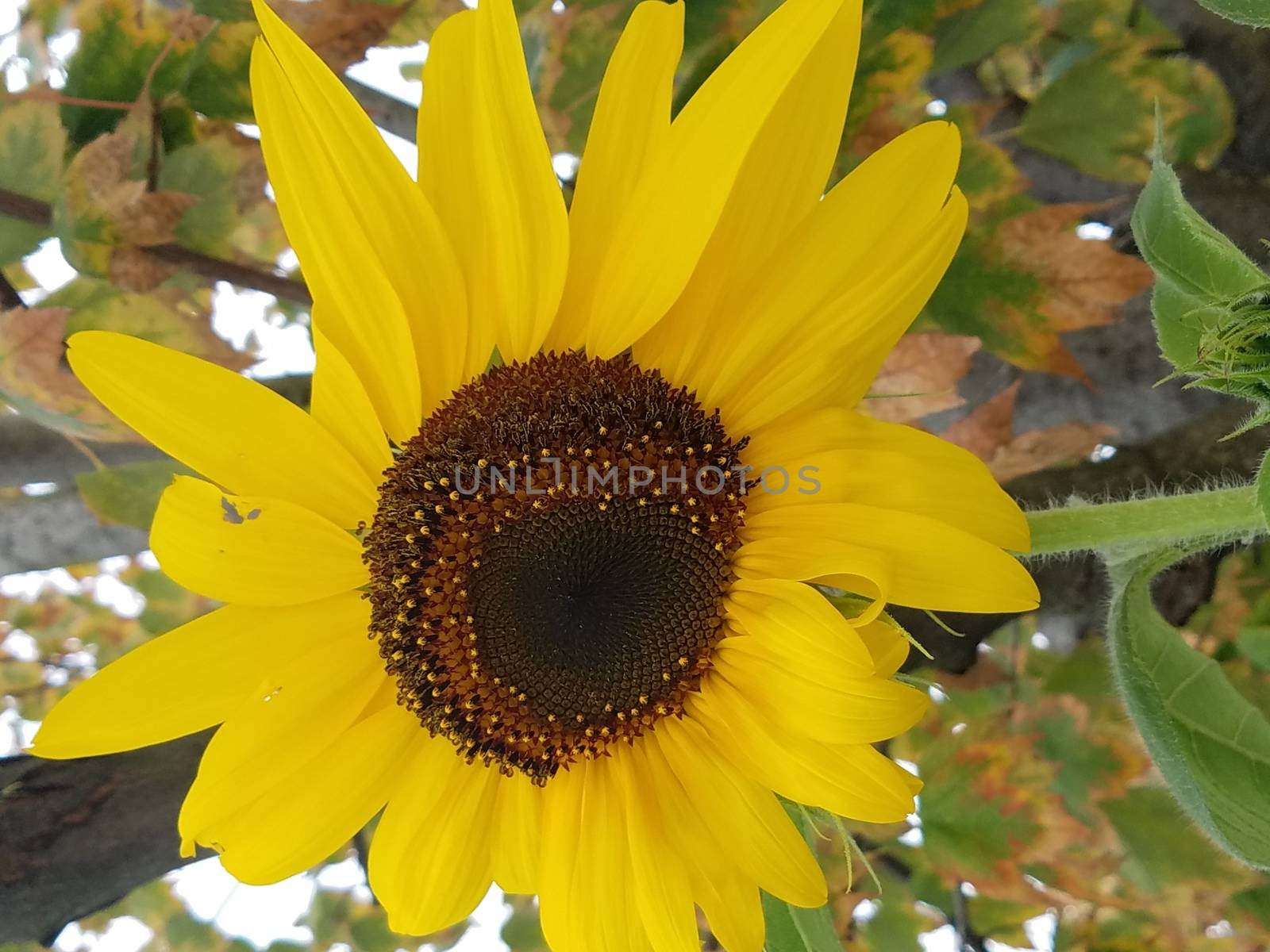 beautiful plant with yellow flower petals blooming in spring