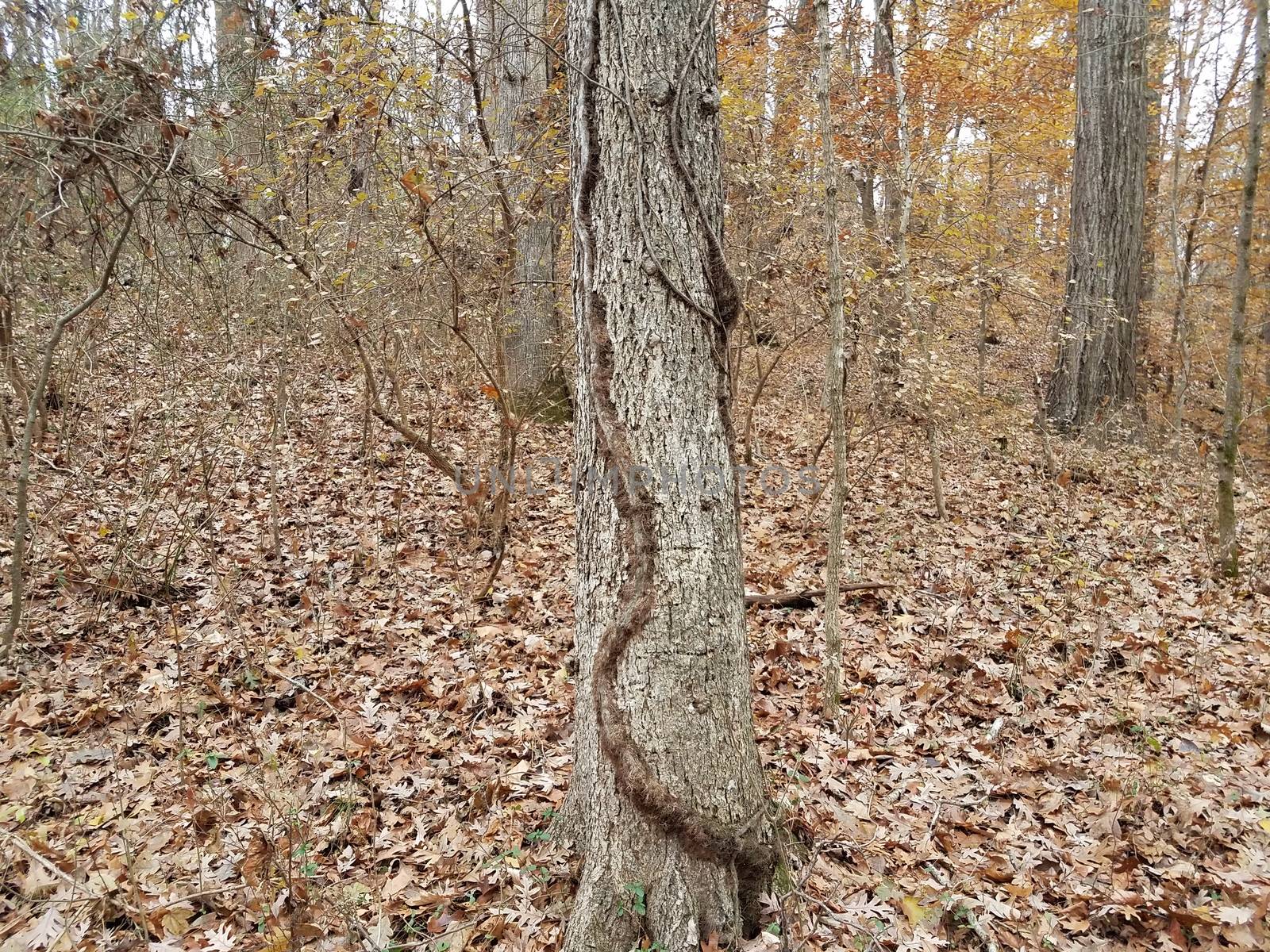 vine on tree trunk in forest or woods with fallen leaves by stockphotofan1