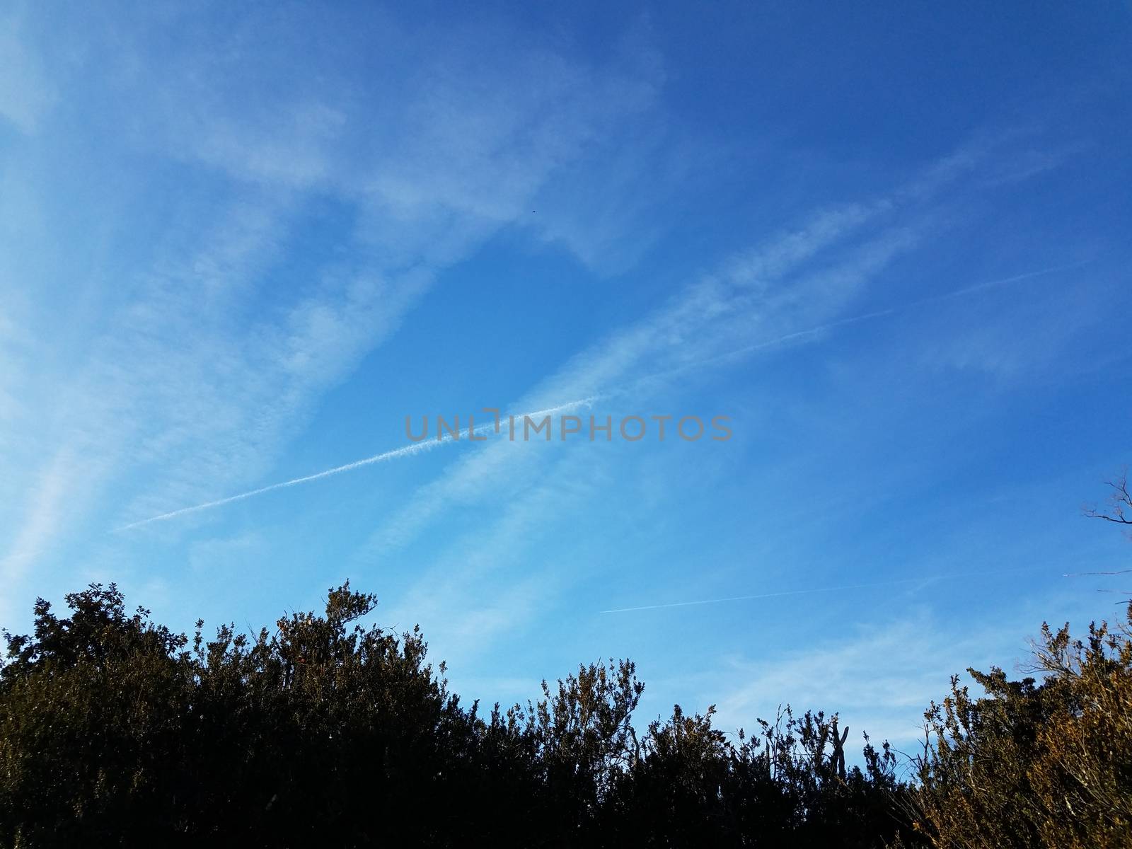 blue sky with white contrail clouds and plants by stockphotofan1