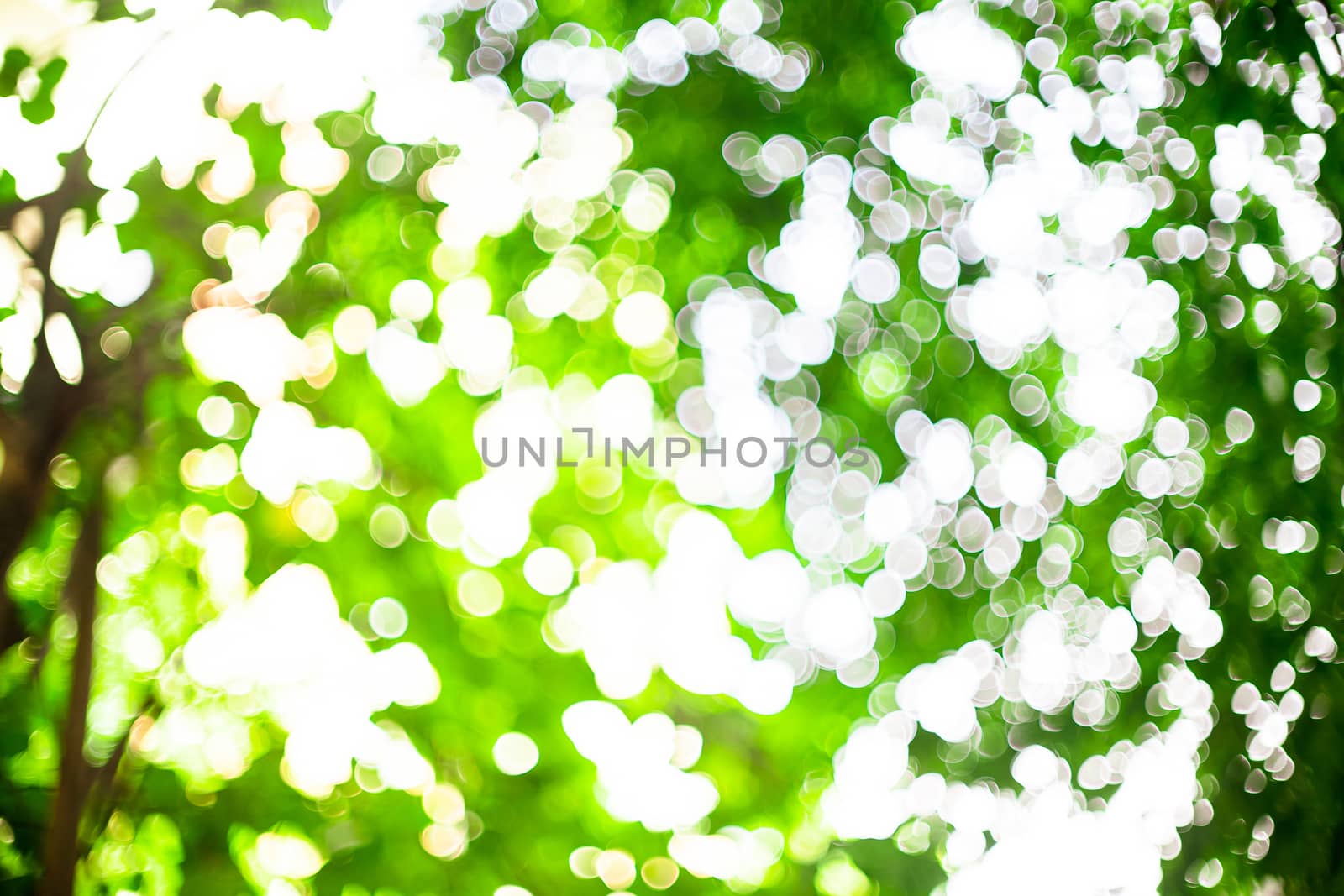 Bokeh of green leaves with natural sunlight