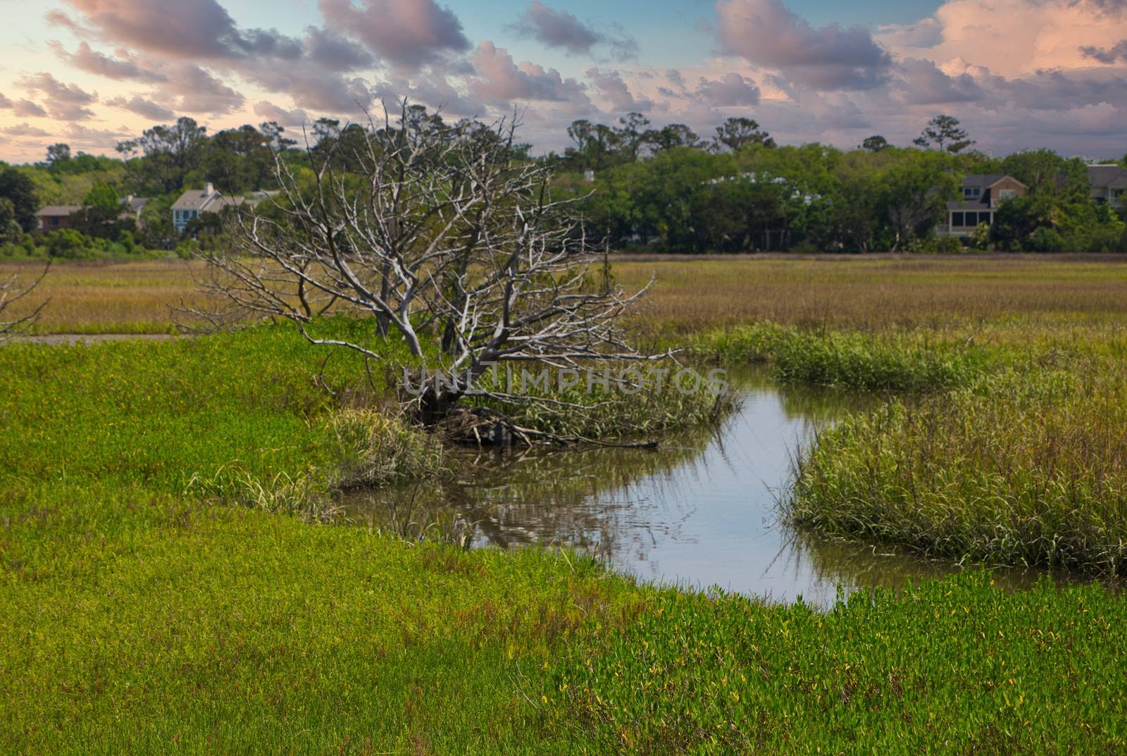 Tree in Saltwater Marsh at Dusk by dbvirago