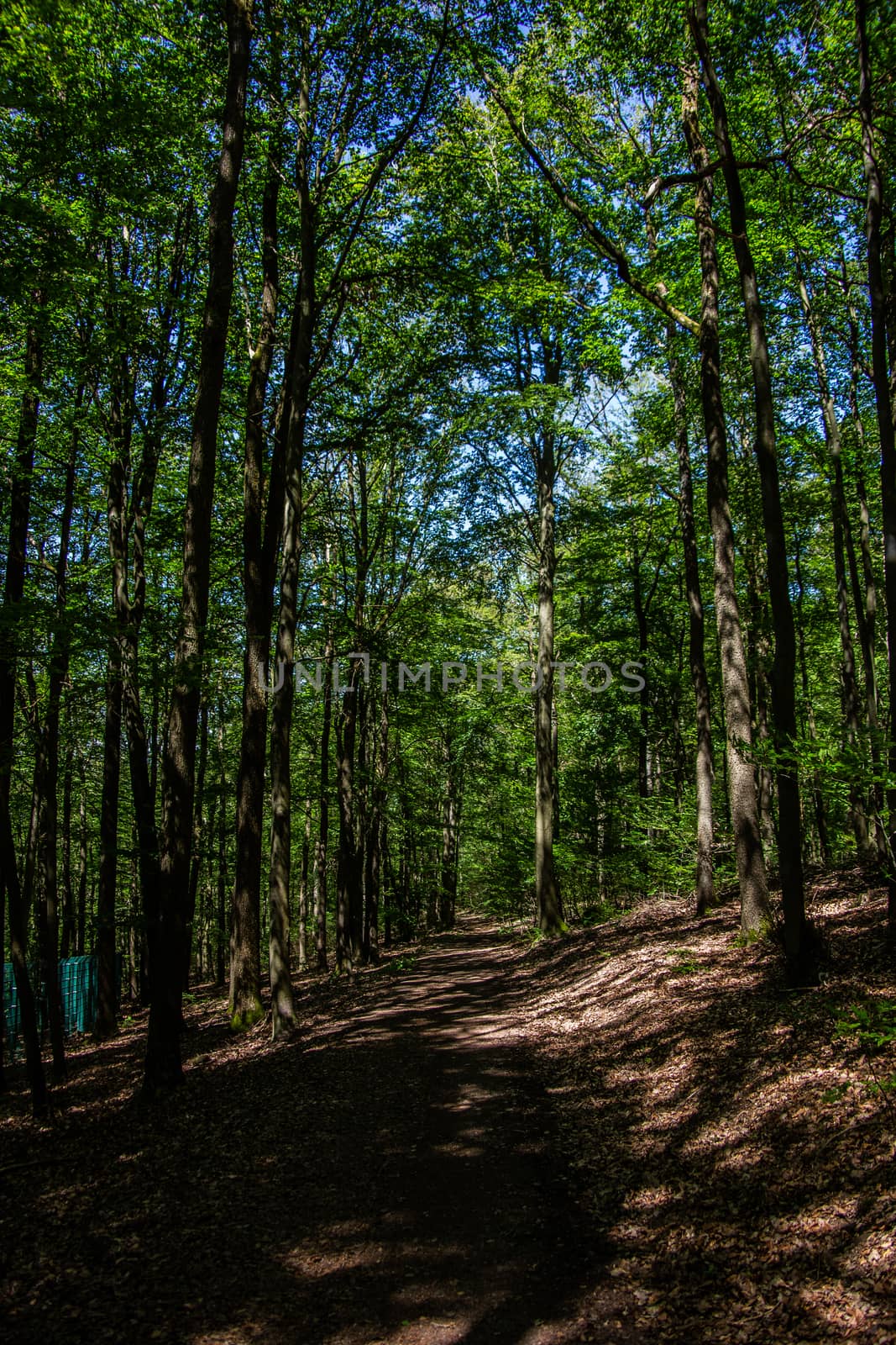 Forest path in summer with clear skies