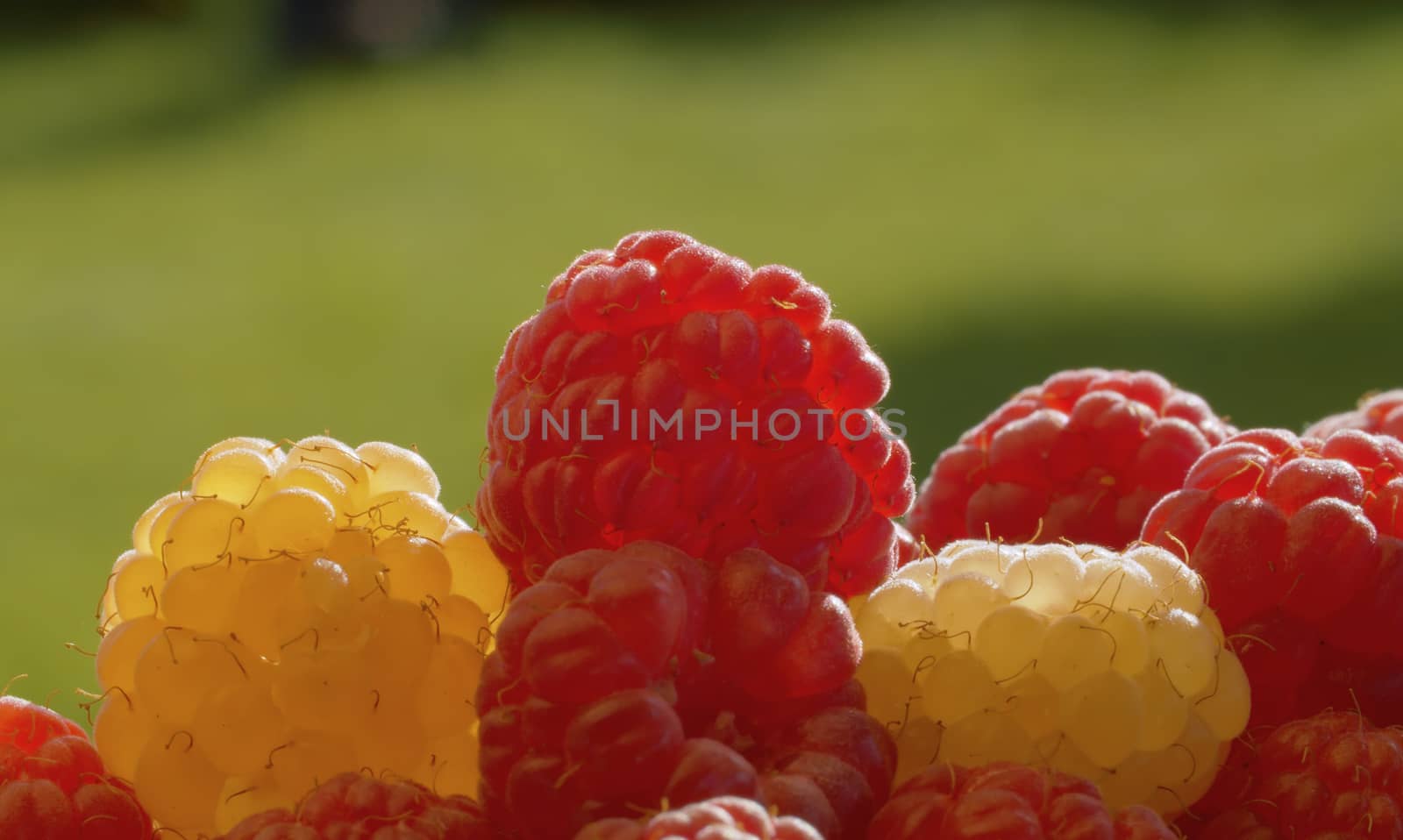 Macro shot of ripe red and yellow raspberry on green natural background. Extreme close up summer harvesting. Healthy fresh food concept