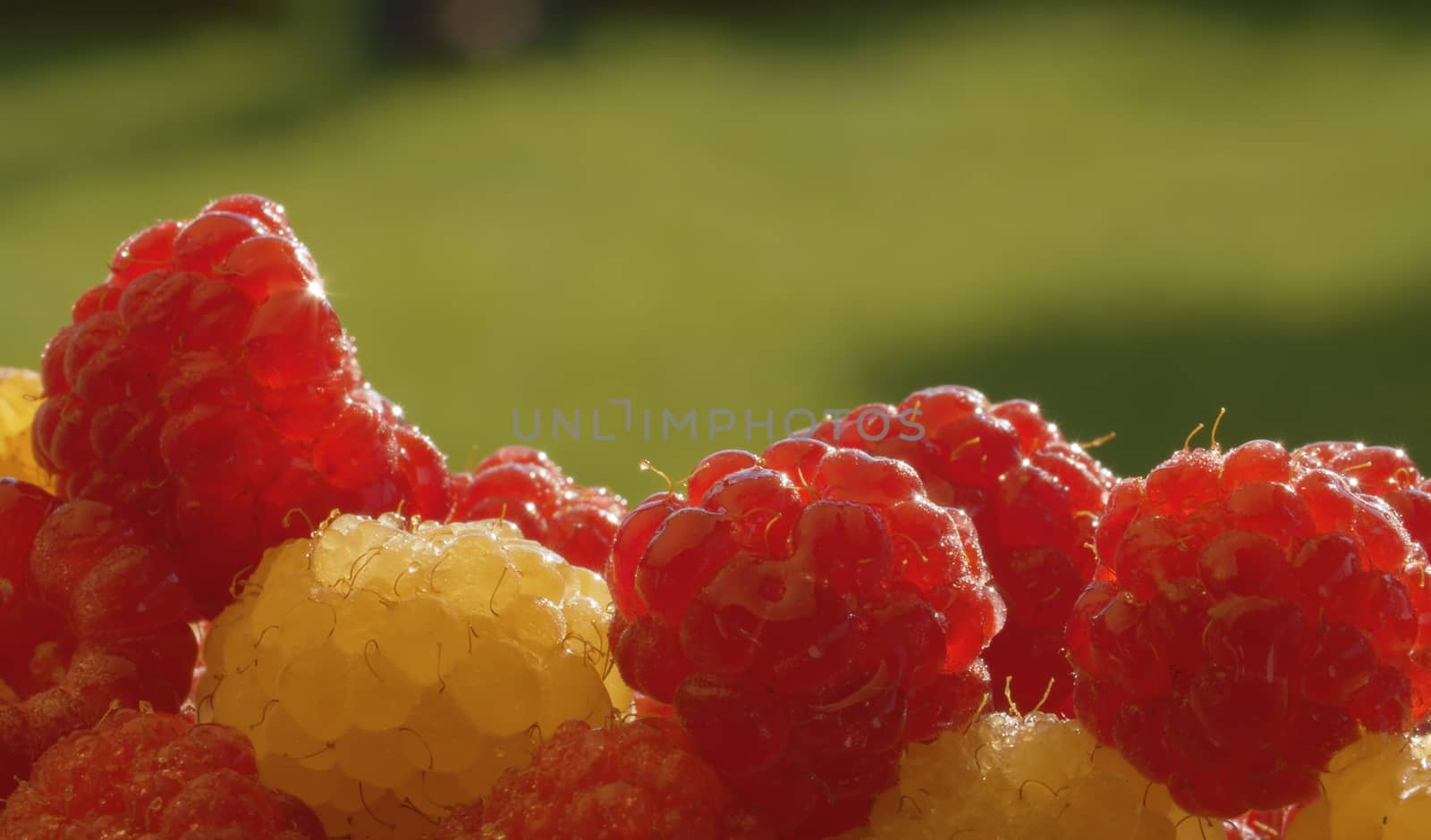 Ripe red and yellow raspberry by Alize