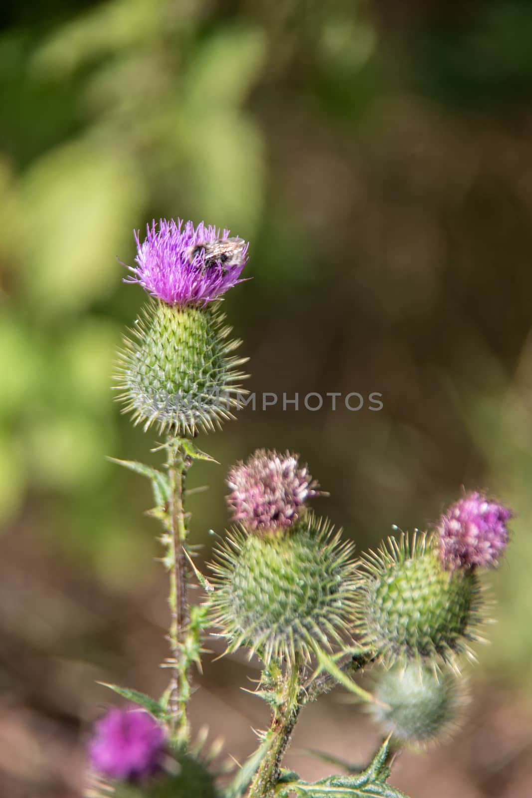 Thistles with purple flowers