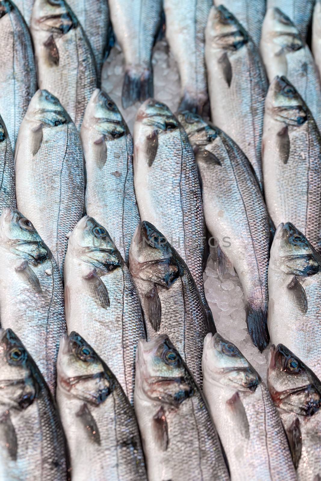 Fresh sea bass, at a UK fishmongers market stall by magicbones