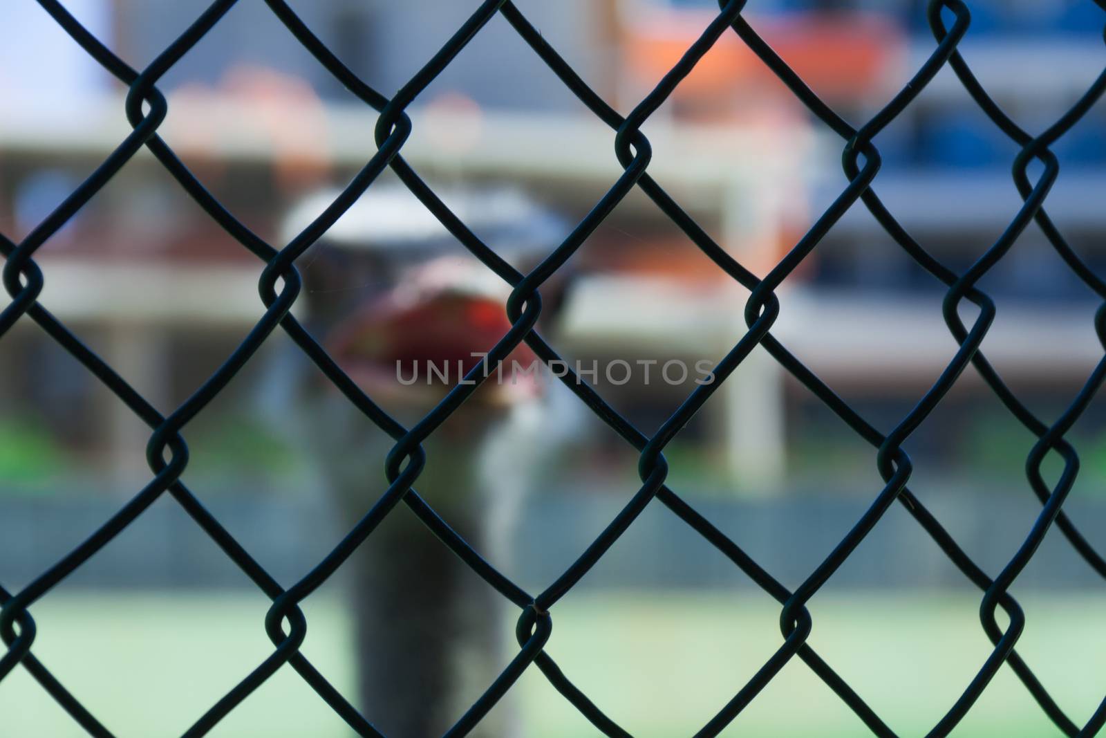 Ostrich in captivity outside the fence of metal wire by client111