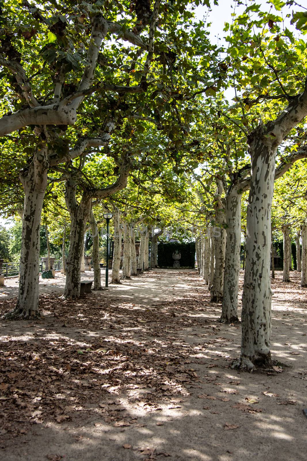 A park in Darmstadt with trees as an avenue