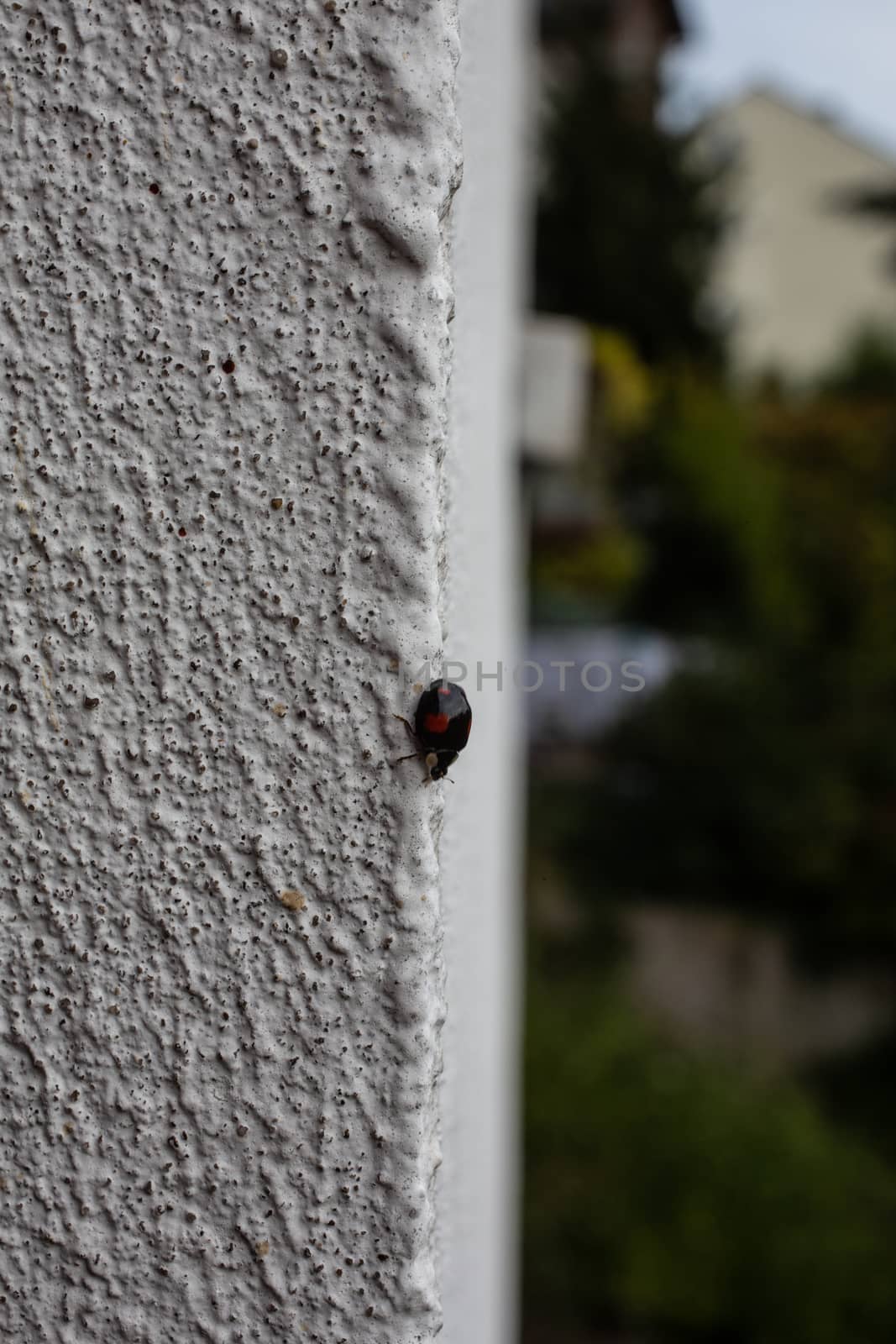 Scabby tree bug on house wall