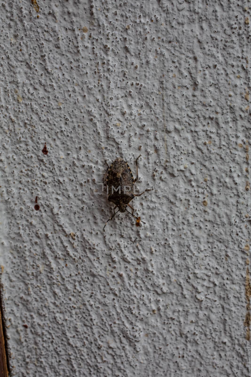 Scabby tree bug on house wall