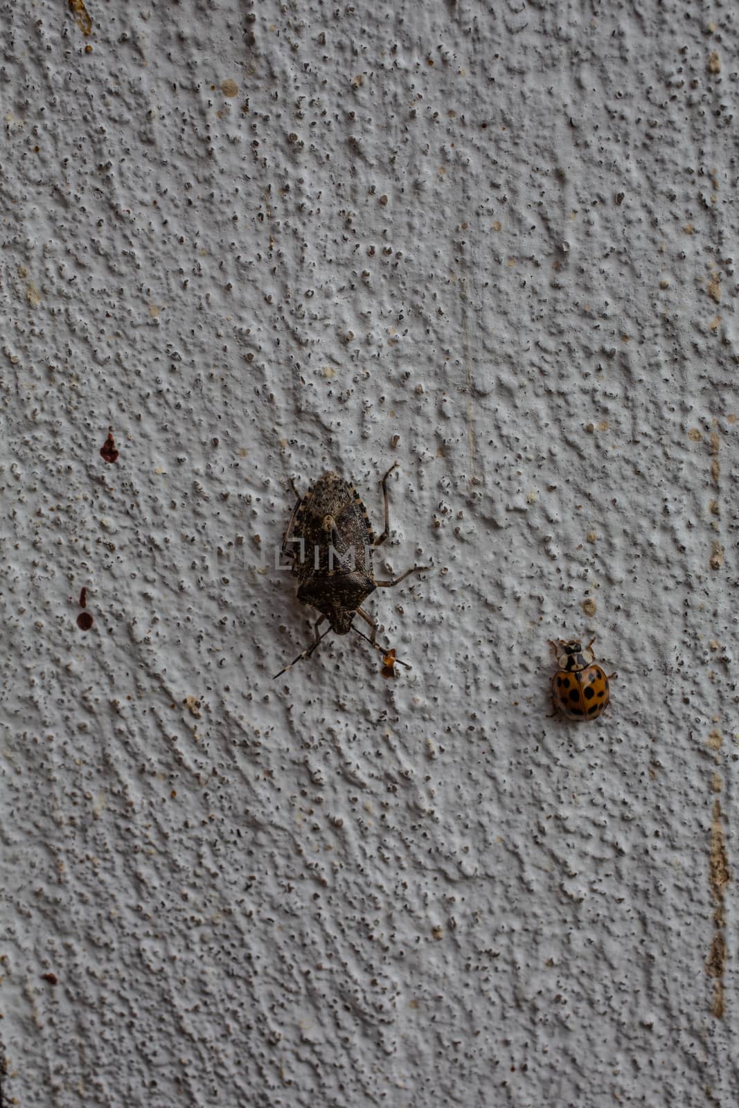 Scabby tree bug on house wall